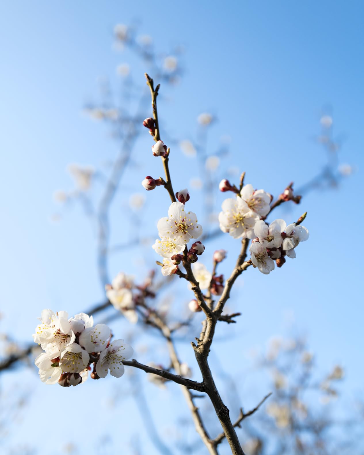 Leica Q2 Digital Camera (19050) customer photo 1