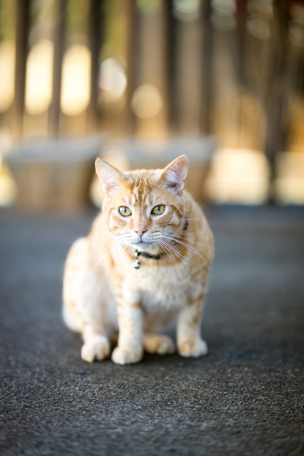 Samyang 85mm F1.4 Auto-Focus Telephoto Lens for Sony E-Mount - Compatible with Full Frame Mirrorless, High Resolution HR Glass, Weather-Sealed, Quiet DLSM Autofocus, Soft Bokeh, 77mm Filter customer photo 2