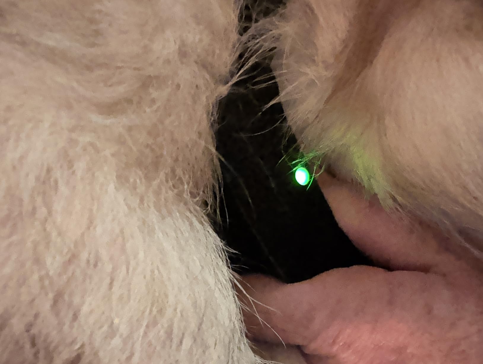 SportDOG Rechargeable In-Ground Fence System - Creates Secure Play Area - Electric Fence for Dogs - Waterproof Collar - Long-Lasting System - Expandable Design - Customer Photo 1