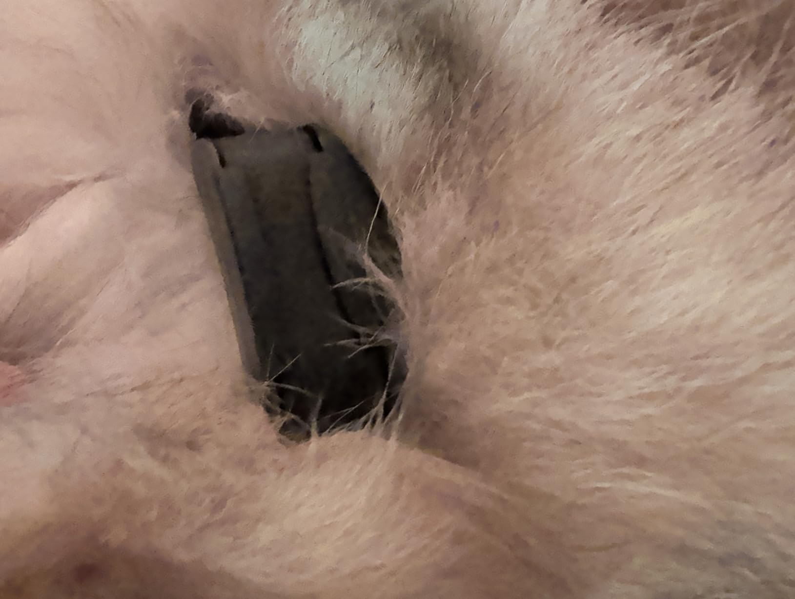 SportDOG Rechargeable In-Ground Fence System - Creates Secure Play Area - Electric Fence for Dogs - Waterproof Collar - Long-Lasting System - Expandable Design - Customer Photo 2