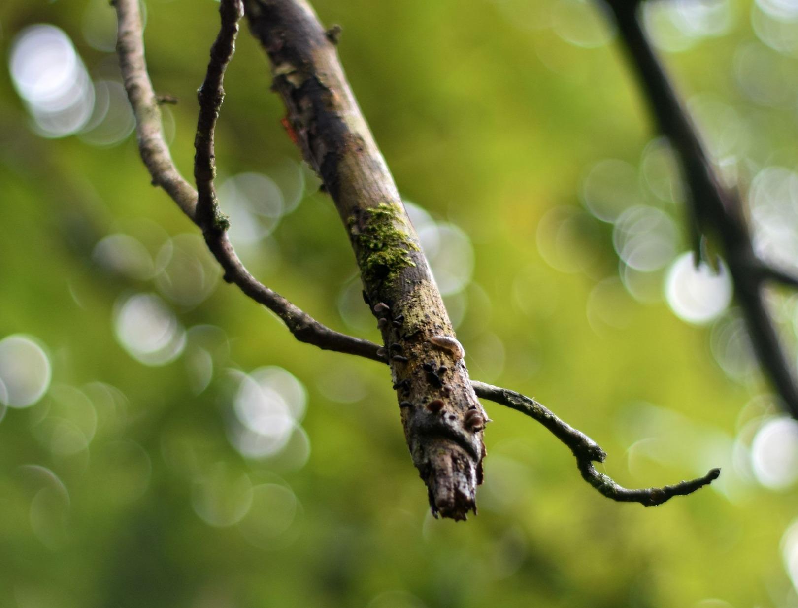 YONGNUO YN50MM F1.8 for Nikon Z Mount, 50mm F1.8Z Auto Focus Standard Prime Lens - Customer Photo 1