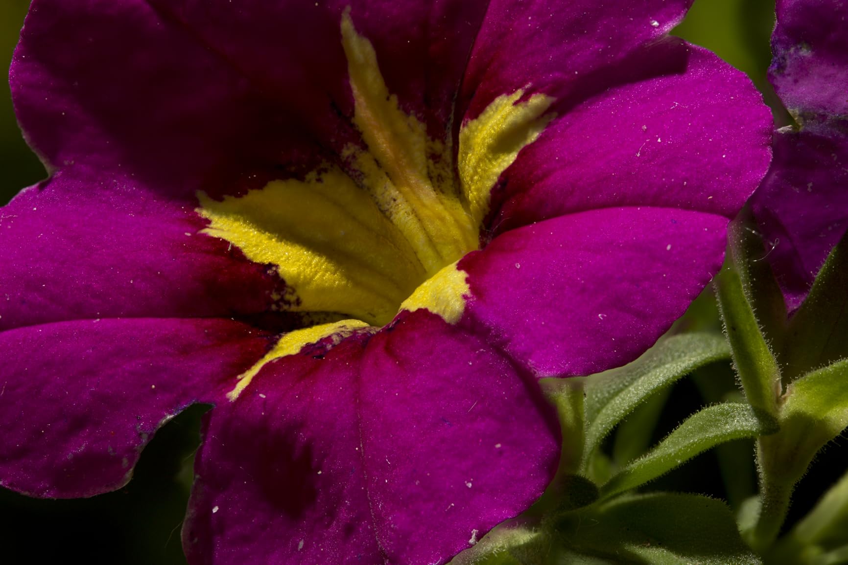 Venus Optics 100mm f/2.8 2X Ultra Macro APO Lens for Canon EF customer photo 1