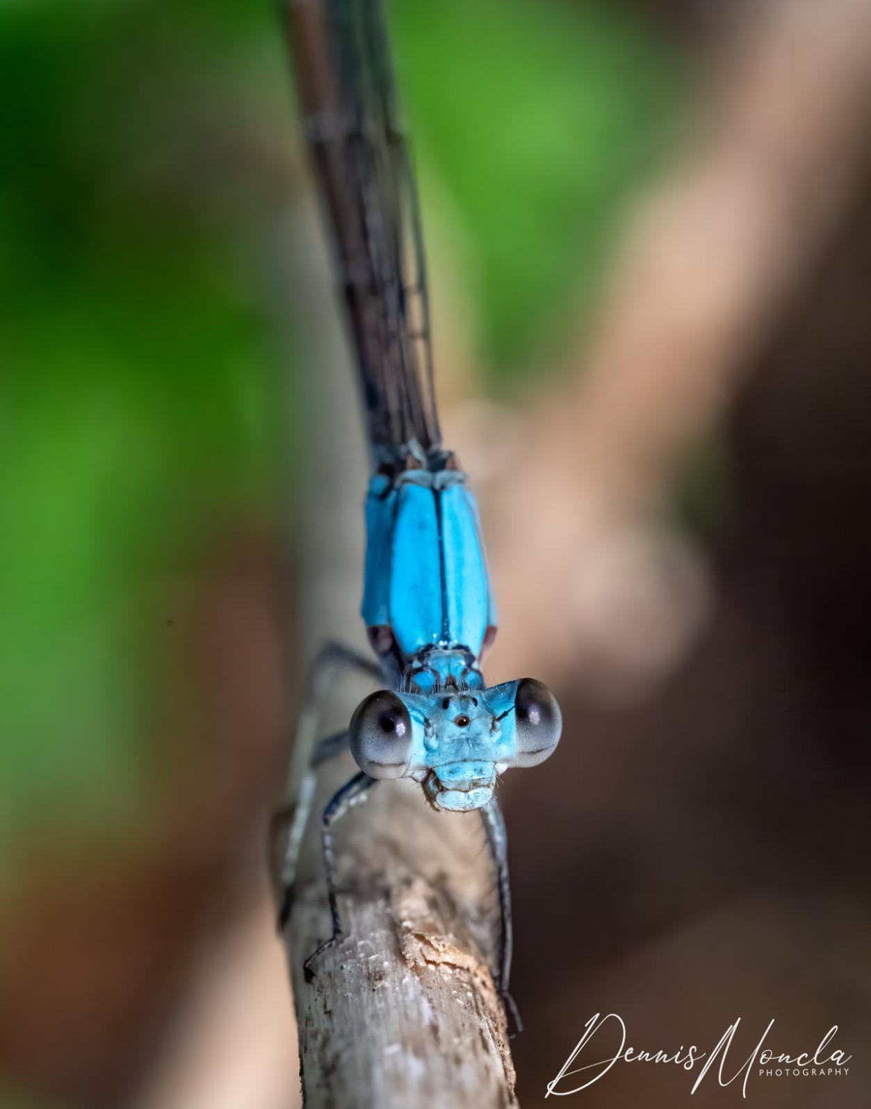 Venus Optics 100mm f/2.8 2X Ultra Macro APO Lens for Canon EF customer photo 2