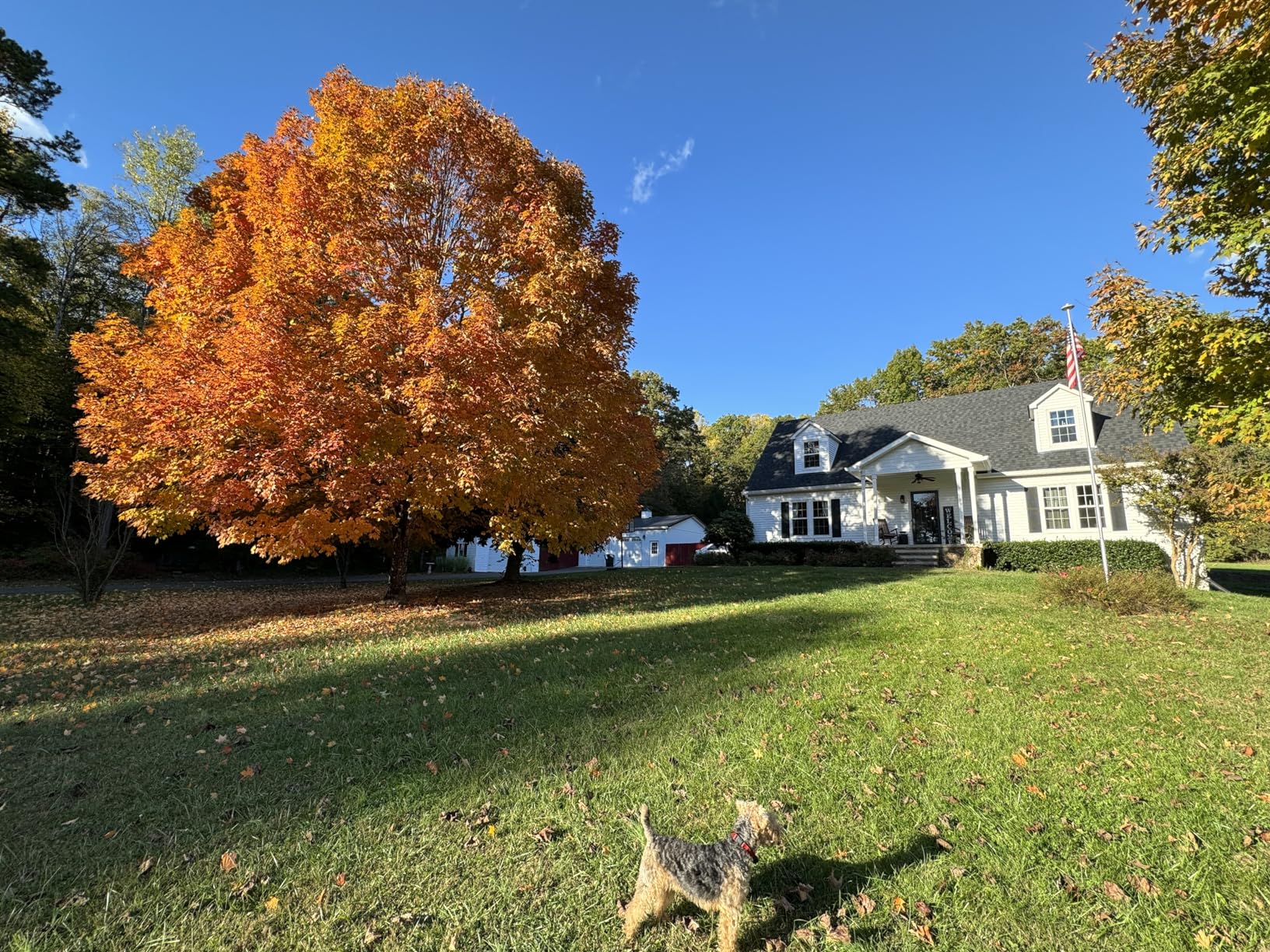 PetSafe 2-Dog Basic In-Ground Fence System - Easy Install Electric Pet Barrier with Visual Cue Boundary Flags, 2 Waterproof Collars & Indoor Transmitter - Long-Lasting Training System - Customer Photo 1