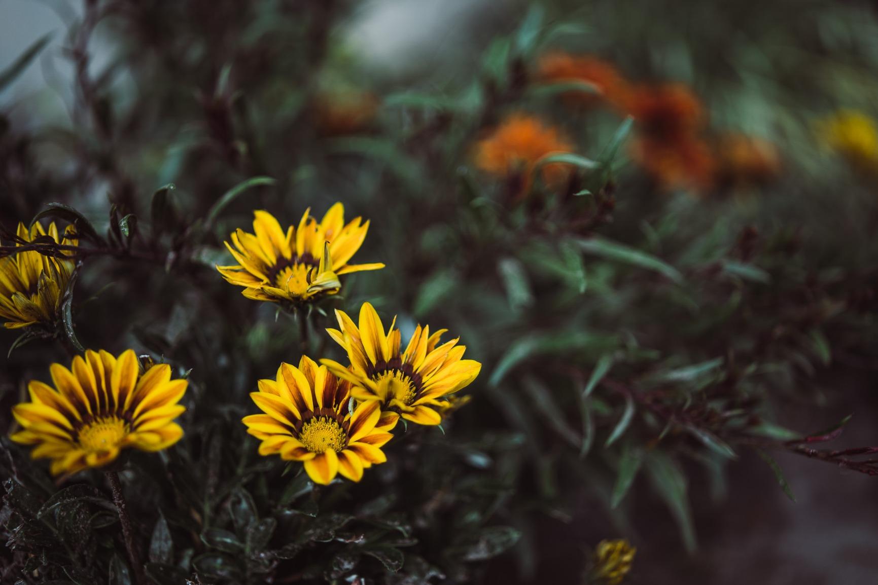 Samyang 45mm F1.8 Auto-Focus Compact Lens for Sony E-Mount - Customer Photo 2