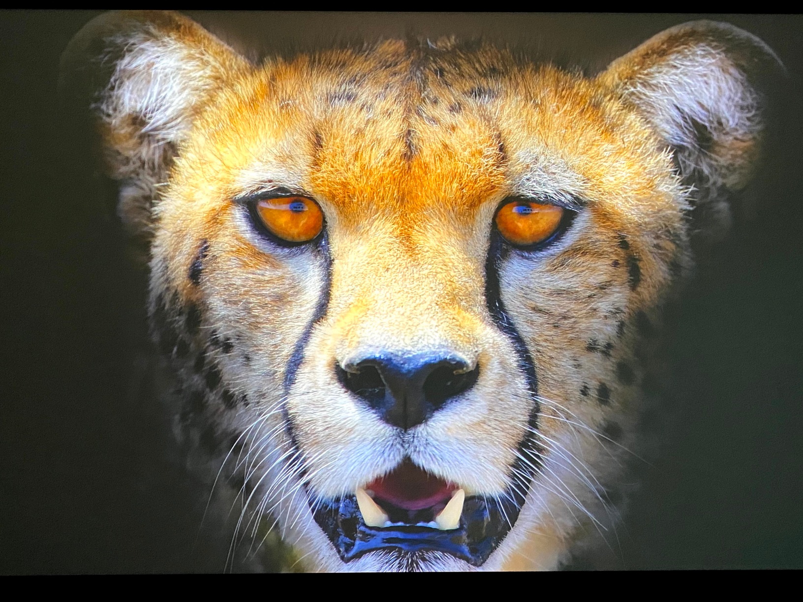 Zeskit Certified 2.1 8K HDMI Cable 48Gbps 4K120Hz Compatible with Soundbar eARC HDR10 VRR Dolby Vision Atmos HDCP 2.2 & 2.3 Gaming PS5 Xbox Series X Apple TV Roku Monitor (Ultra High Speed Maya 6ft) - Customer Photo 1