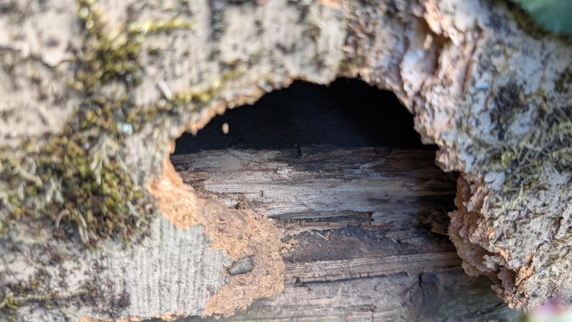 Mighty Mint Peppermint Oil Rodent Repellent Spray with Microfiber Cloth – Natural Indoor & Outdoor Control for Mice and Rats – Plant-Based, Extra-Strong Formula - 1 Gallon (128 oz) - Customer Photo 2