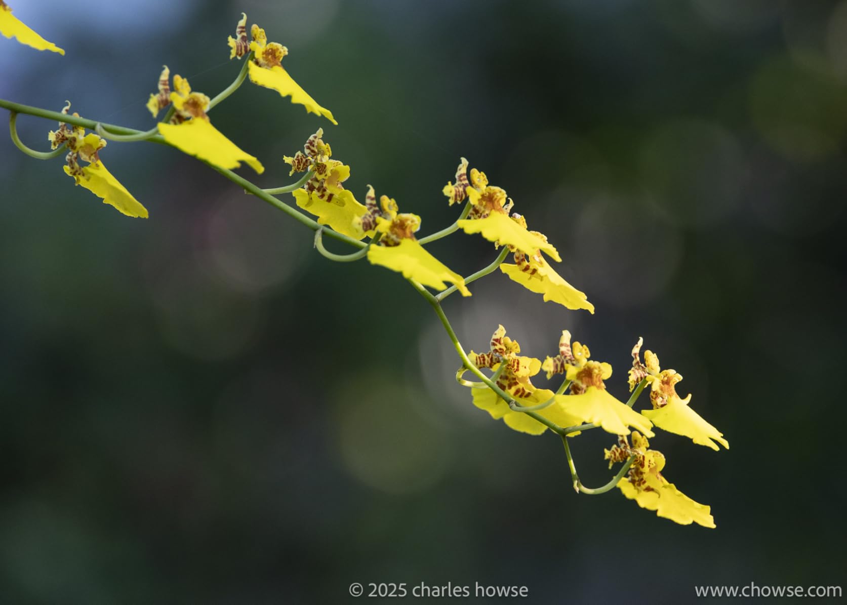 Canon RF 24-240mm F4-6.3 IS USM Lens, Black - Customer Photo 1