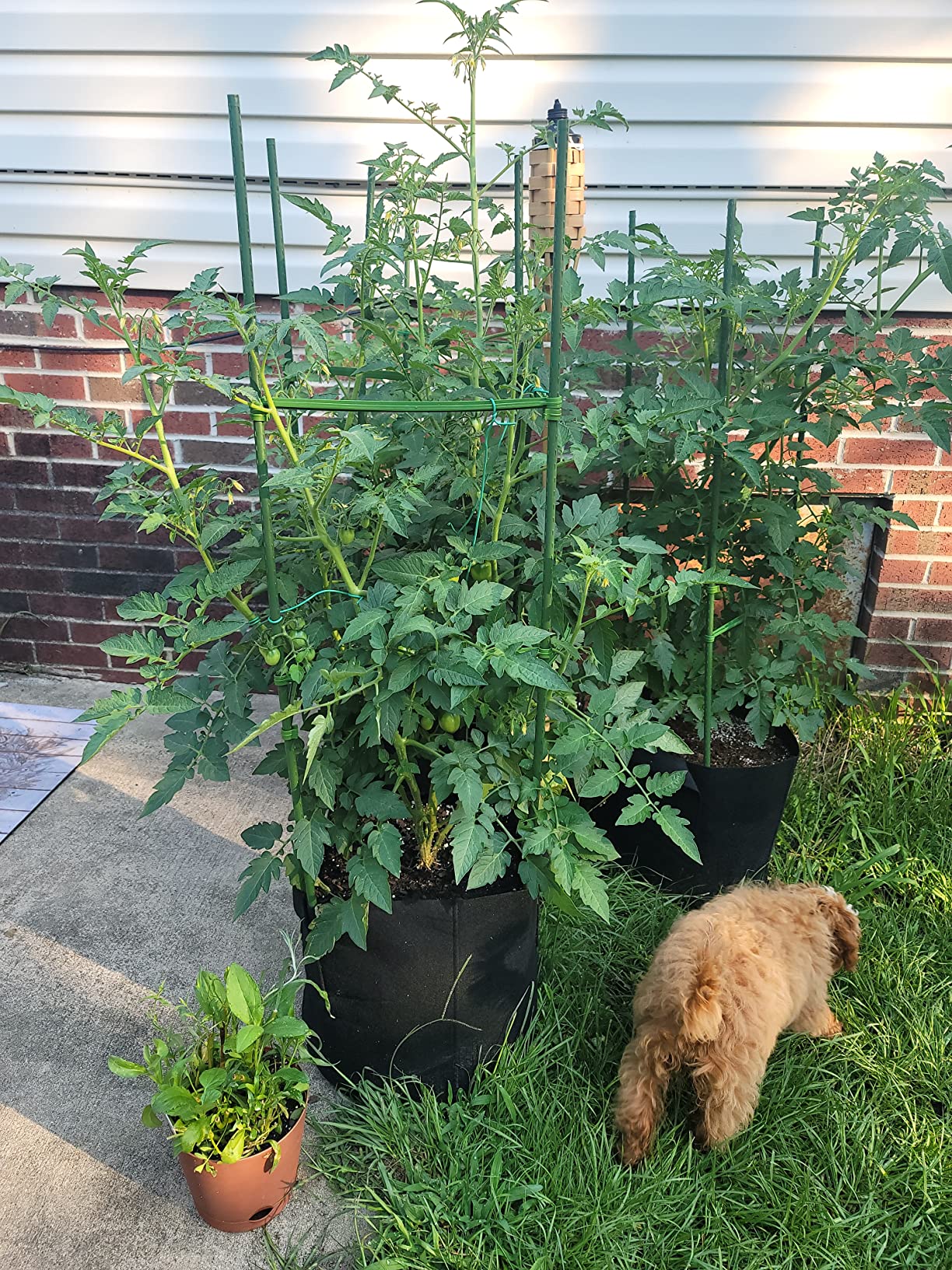 Gardzen 20-Pack 5 Gallon Grow Bags, Aeration Fabric Pots with Handles, Heavy Duty Plant Bags for Plants - Customer Photo 3