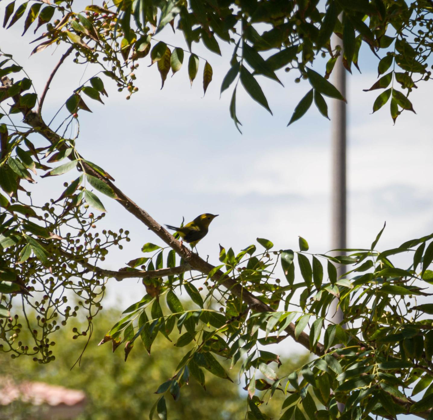 Sony RX100 VII Premium Compact Camera with 1.0-type stacked CMOS sensor (DSCRX100M7) - Customer Photo 1