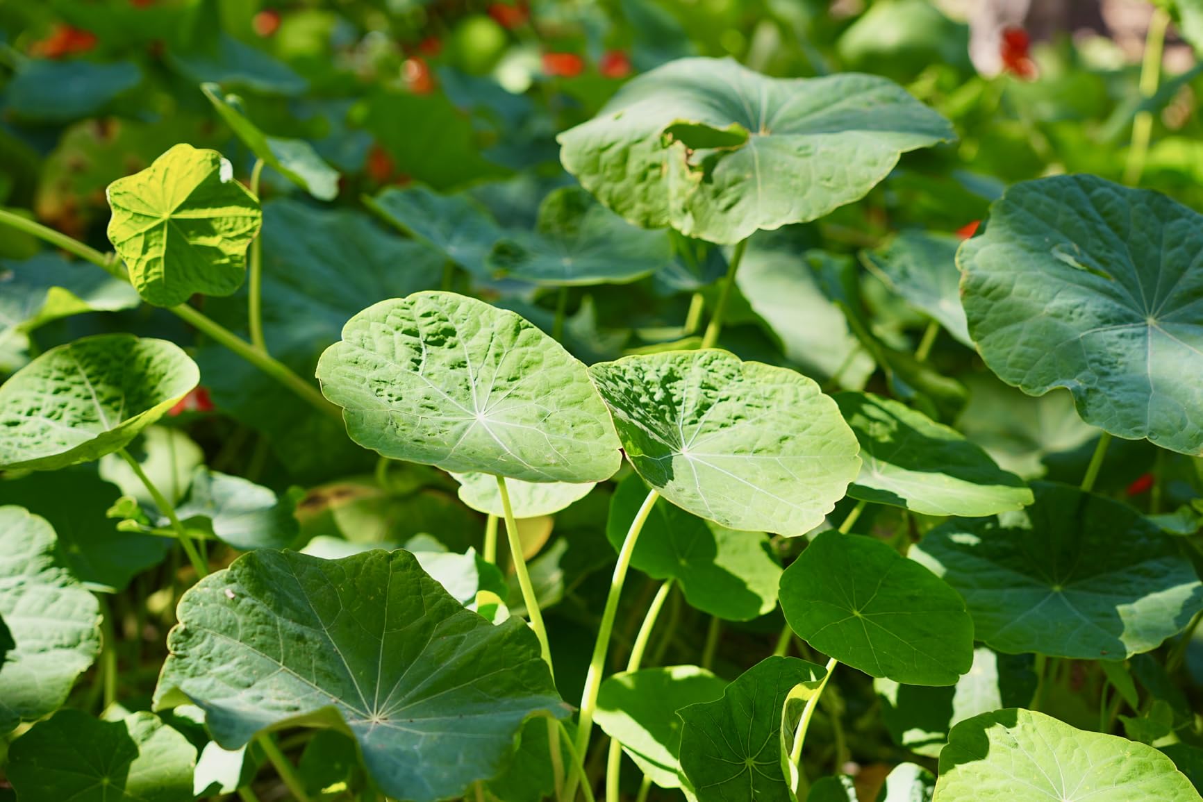 Sony SEL1655G Alpha 16-55mm F2.8 G Standard Zoom APS-C Lens customer photo 1