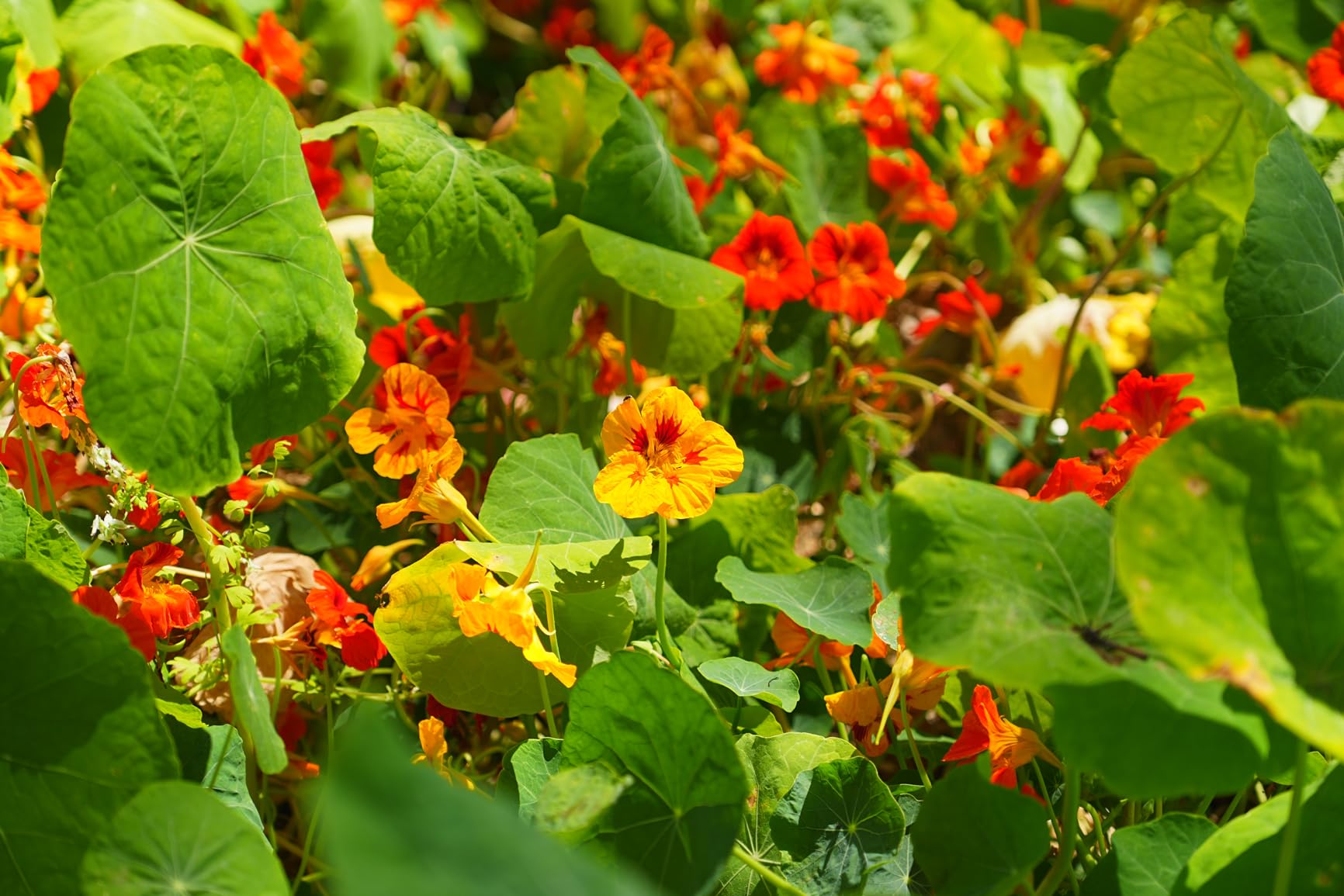 Sony SEL1655G Alpha 16-55mm F2.8 G Standard Zoom APS-C Lens customer photo 2