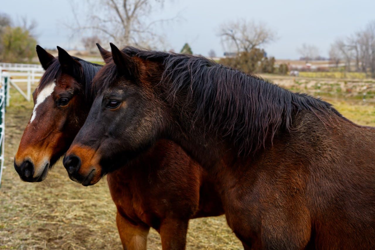 Sony FE 50mm F1.8 Standard Lens - Customer Photo 2