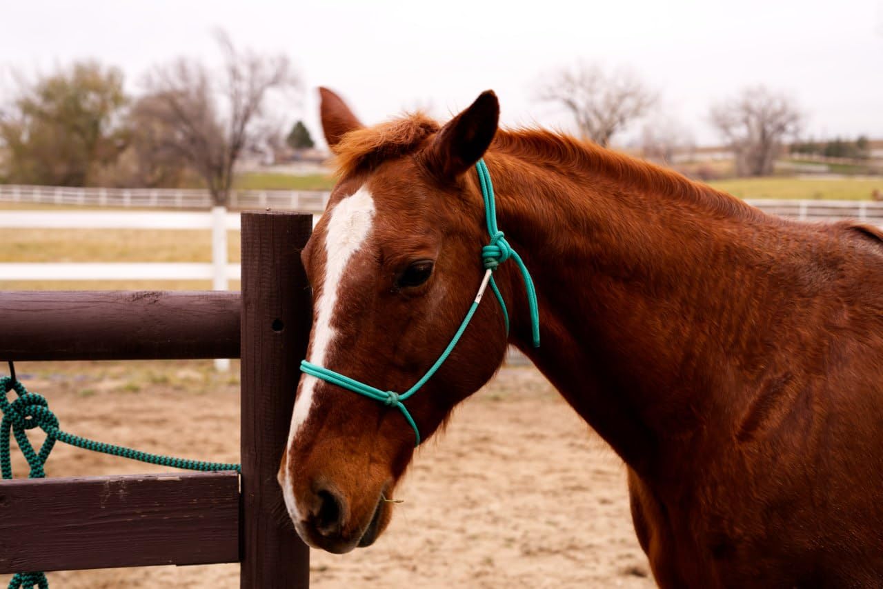 Sony FE 50mm F1.8 Standard Lens (SEL50F18F) - Customer Photo 4