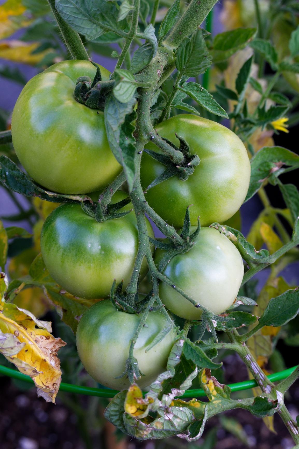 Z 50 with Two Lenses | Compact mirrorless stills/video camera with wide-angle and telephoto zoom lenses | Nikon USA Model customer photo 1