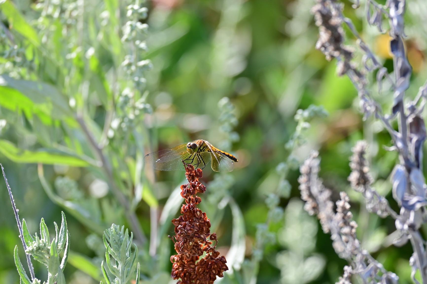 Z 50 with Two Lenses | Compact mirrorless stills/video camera with wide-angle and telephoto zoom lenses | Nikon USA Model customer photo 2