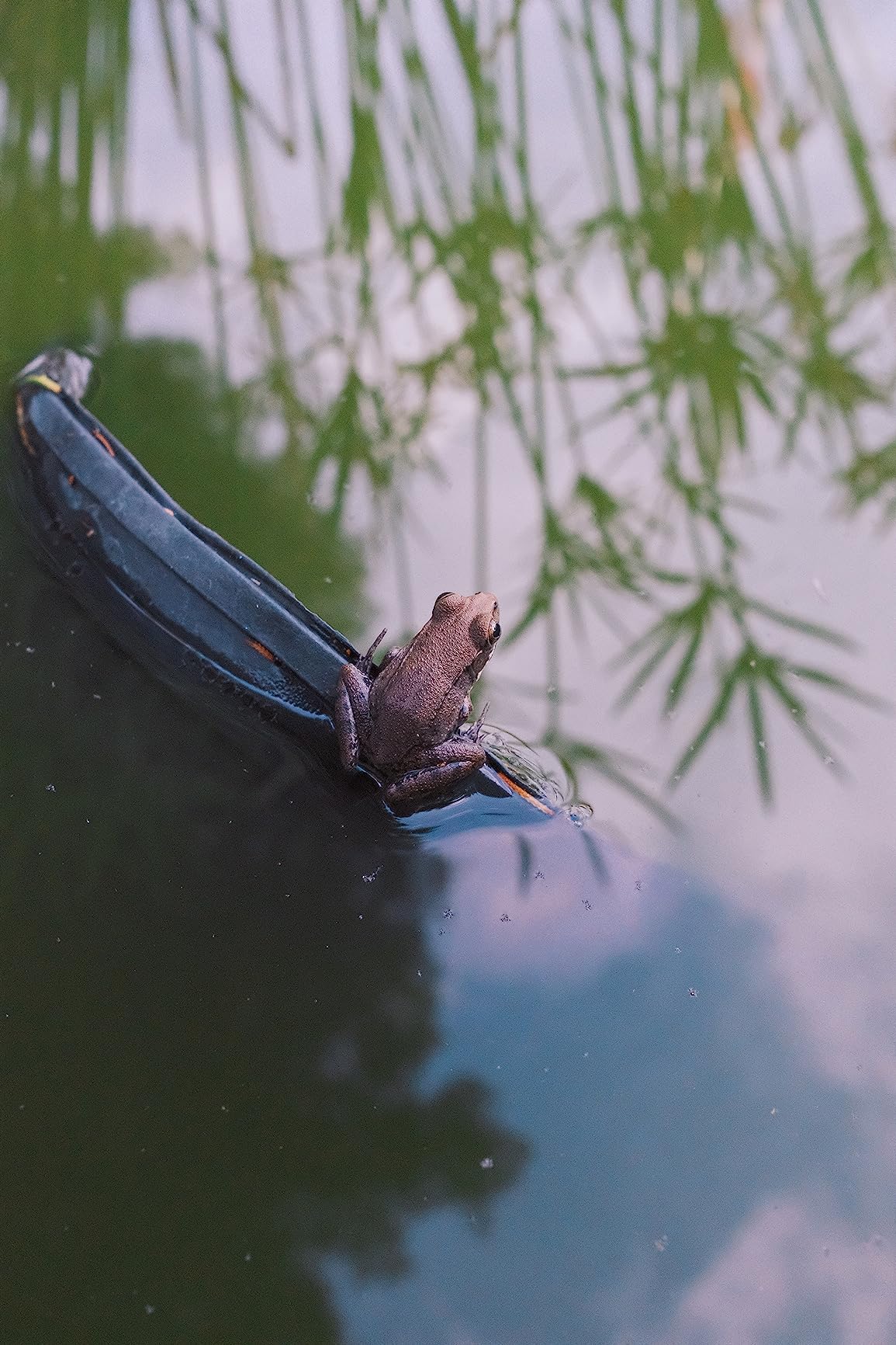 Fujifilm X-Pro3 Digital Camera - Black - Customer Photo 2