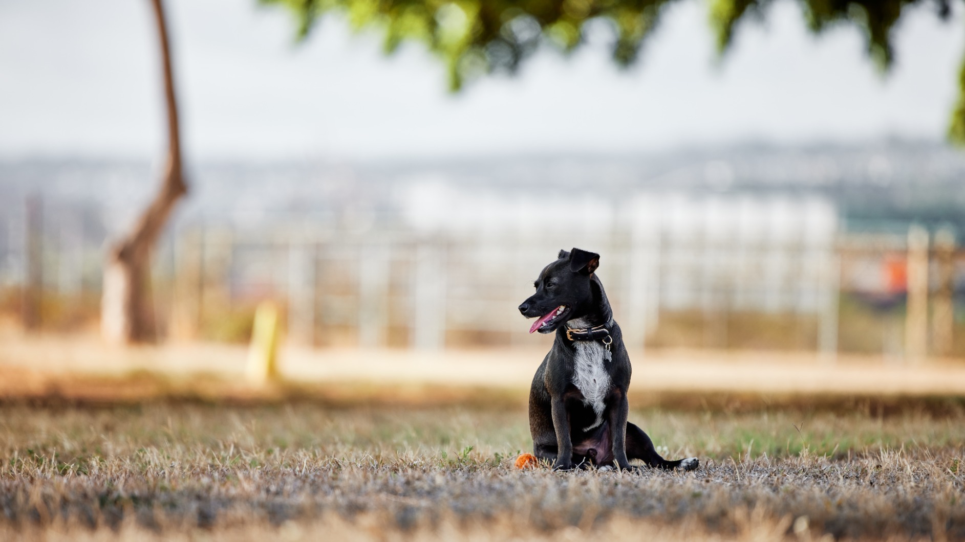 Canon RF70-200mm F2.8 L is USM Lens - Customer Photo 2