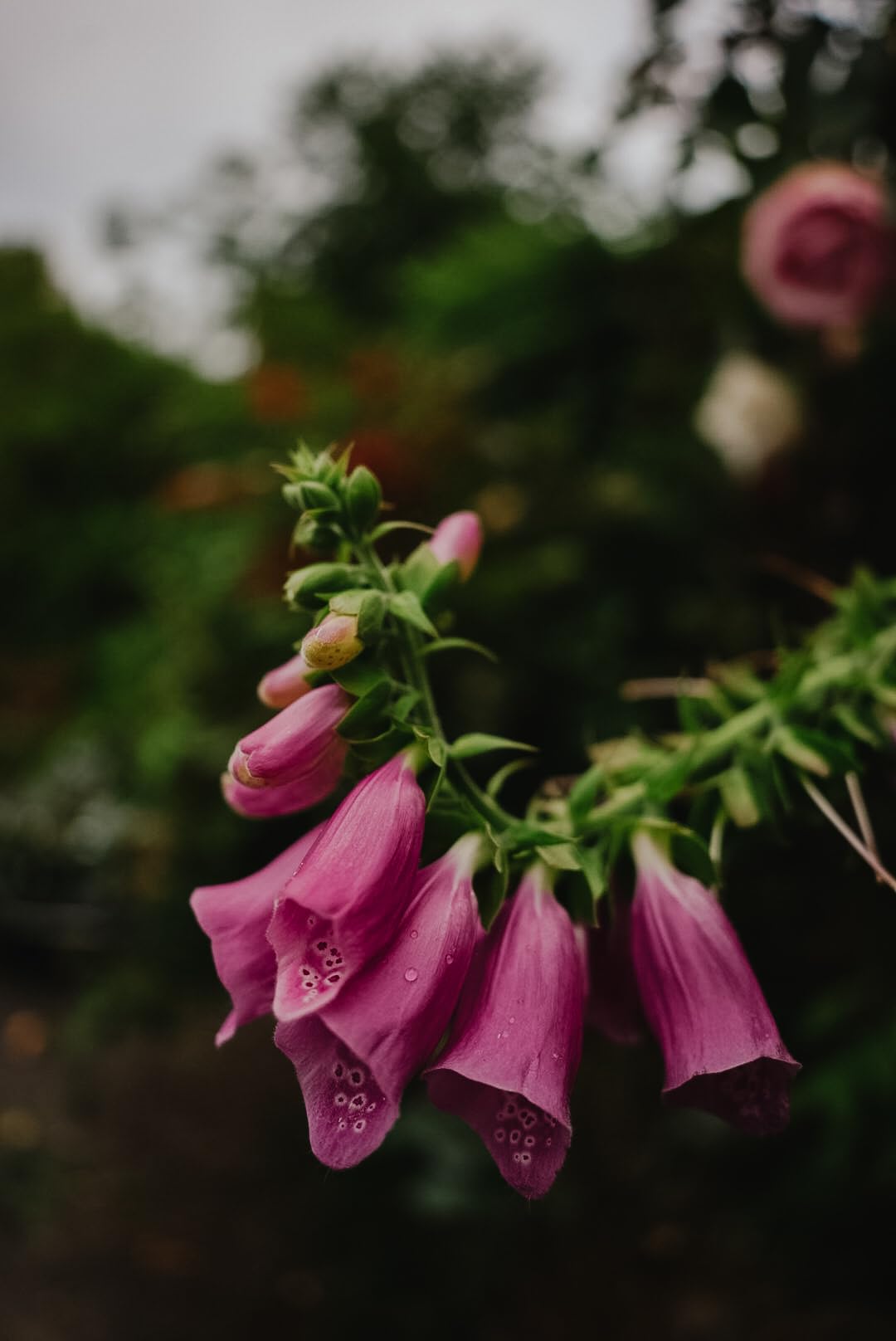 Tamron 20mm f/2.8 Di III OSD M1:2 Lens for Sony Full Frame/APS-C E-Mount customer photo 2