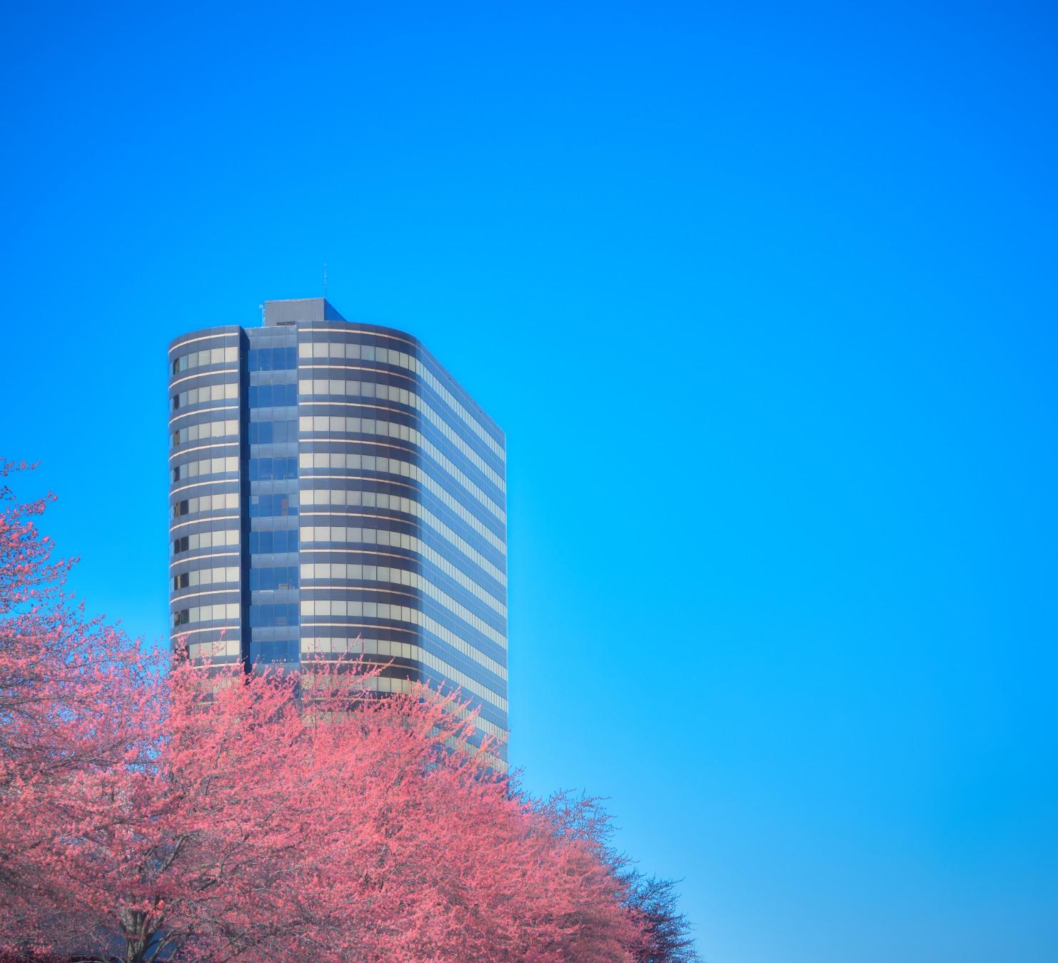 Venus Optics Laowa 17mm f/1.8 MFT Lens for Micro Four Thirds - Customer Photo 2