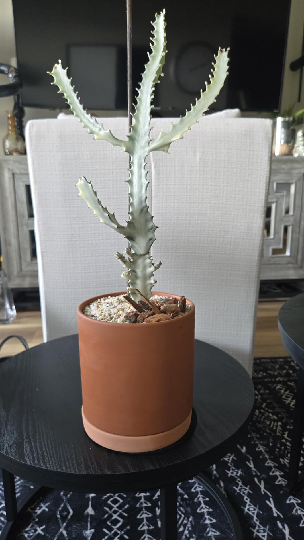 D'vine Dev Terracotta Pots for Plants, 4.2 Inch 5.3 Inch 6.5 Inch, Succulent Planter Pot with Drainage and Saucer, 40-T-A-0 - Customer Photo 1