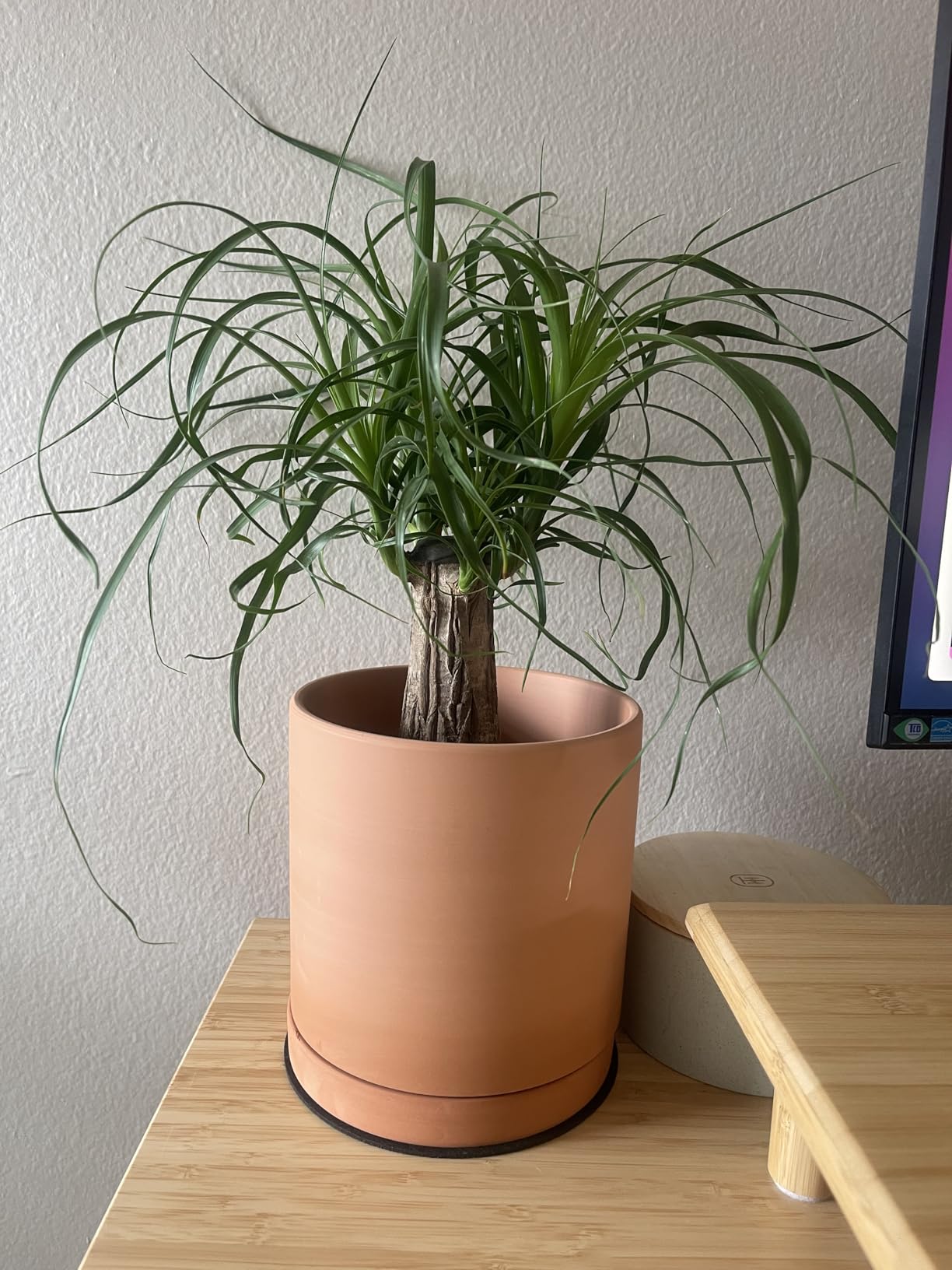 D'vine Dev Terracotta Pots for Plants, 4.2 Inch 5.3 Inch 6.5 Inch, Succulent Planter Pot with Drainage and Saucer, 40-T-A-0 - Customer Photo 2