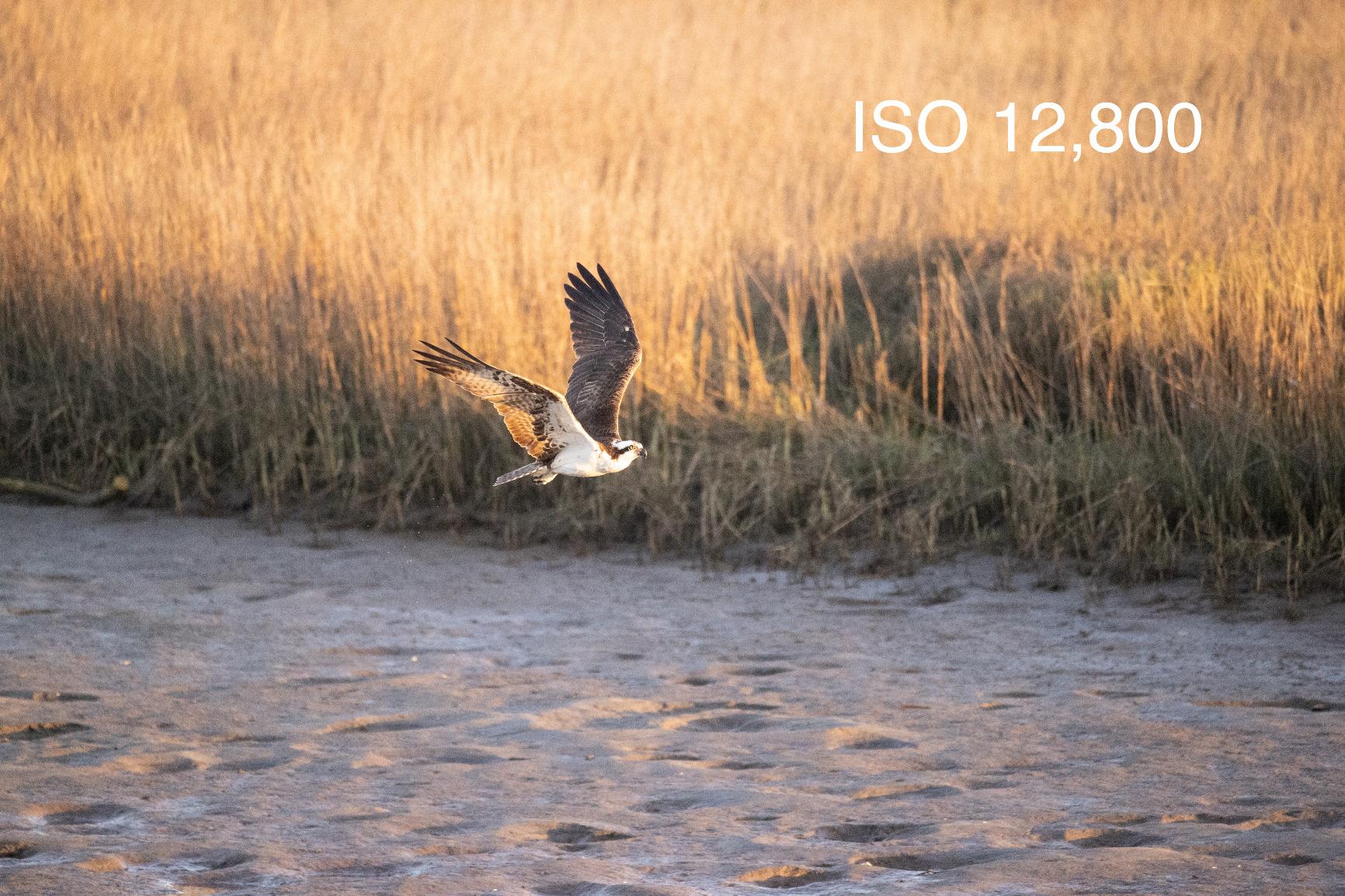 Canon EOS-1D X Mark III Body customer photo 2