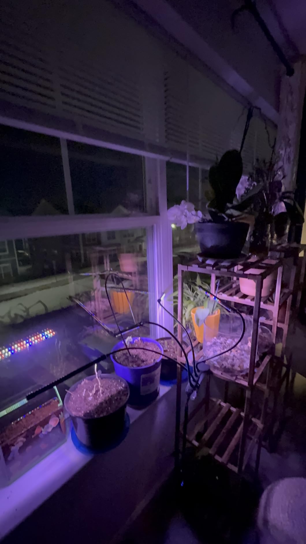 LEOTER Grow Light for Indoor Plants - Upgraded Version 80 LED Lamps with Full Spectrum & Red Blue Spectrum, 3/9/12H Timer, 10 Dimmable Level, Adjustable Gooseneck, 3 Switch Modes customer photo 2