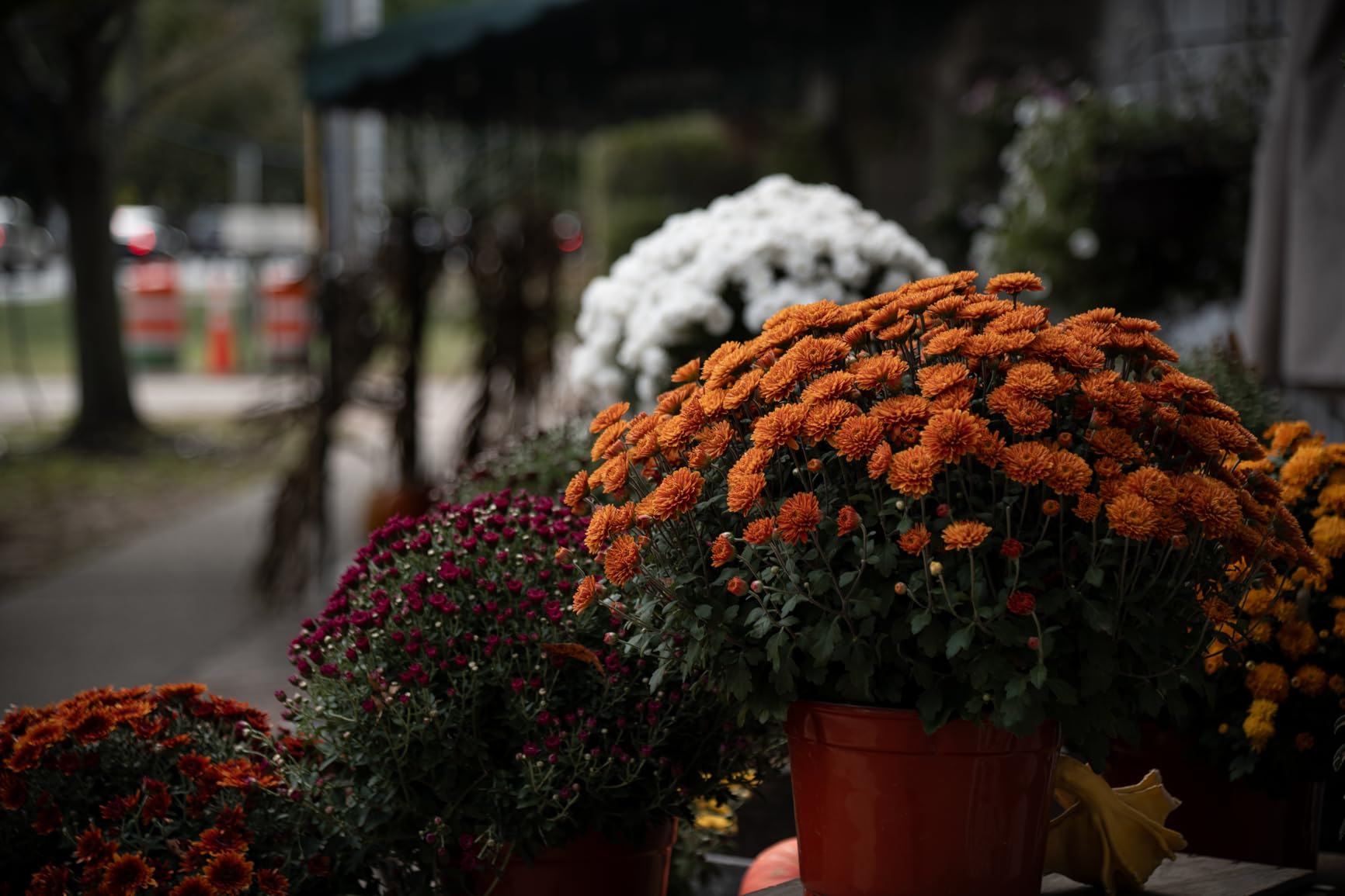 NIKKOR Z 24-200mm VR | Compact all-in-one telephoto zoom lens with image stabilization for Z series mirrorless cameras | Nikon USA Model - Customer Photo 2