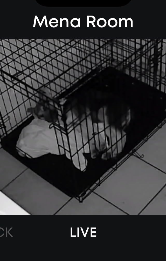 eufy Security Indoor Cam E220, Camera for home Security, Pan & Tilt, Dog/Pet Camera, 2K Wi-Fi Plug-in, Motion Tracking - Customer Photo 2