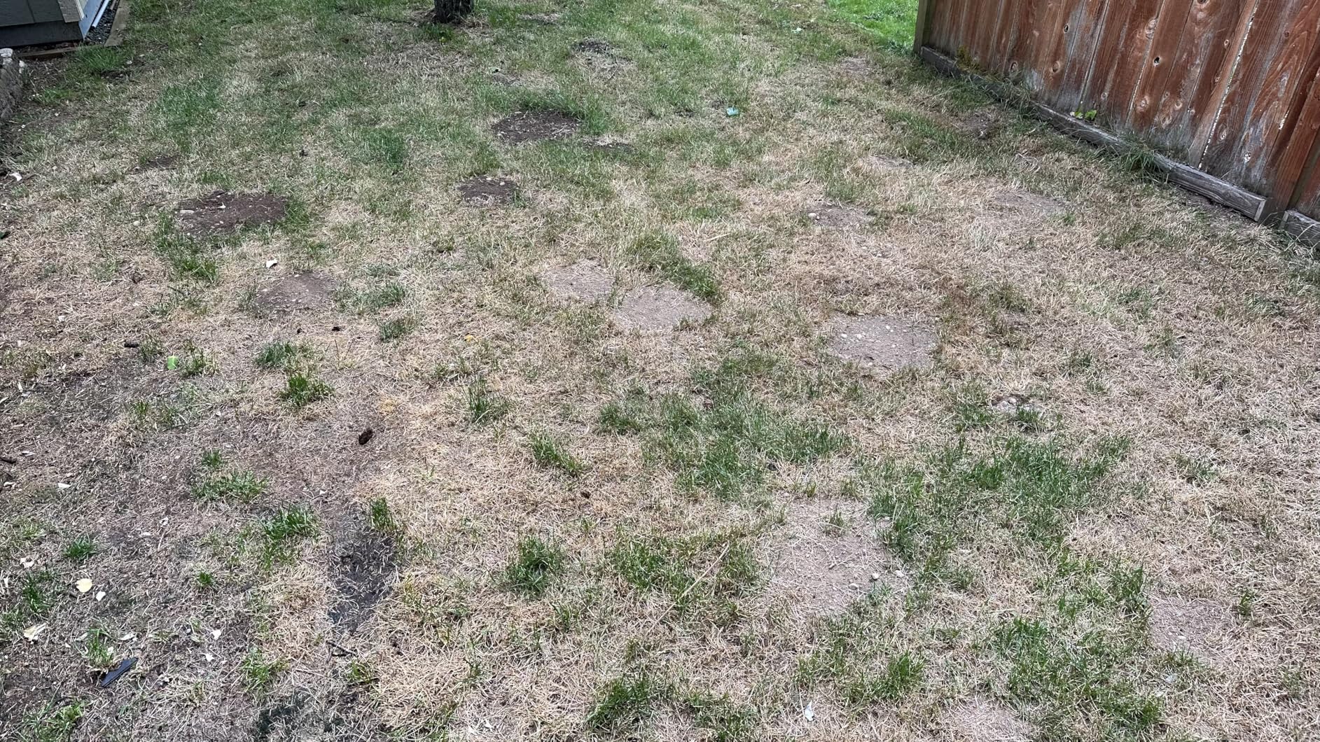 Natural Elements Mole and Vole Repellent - Customer Photo 1