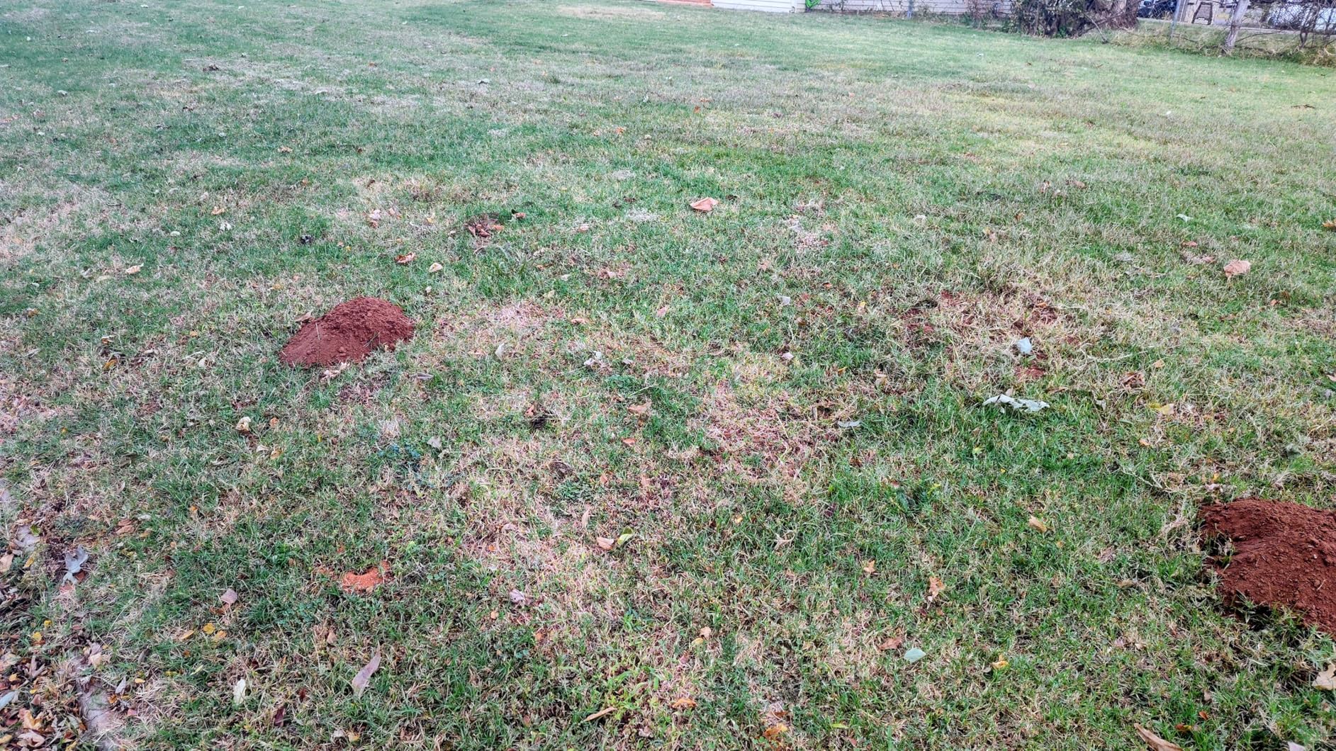 Natural Elements Mole and Vole Repellent - Customer Photo 4