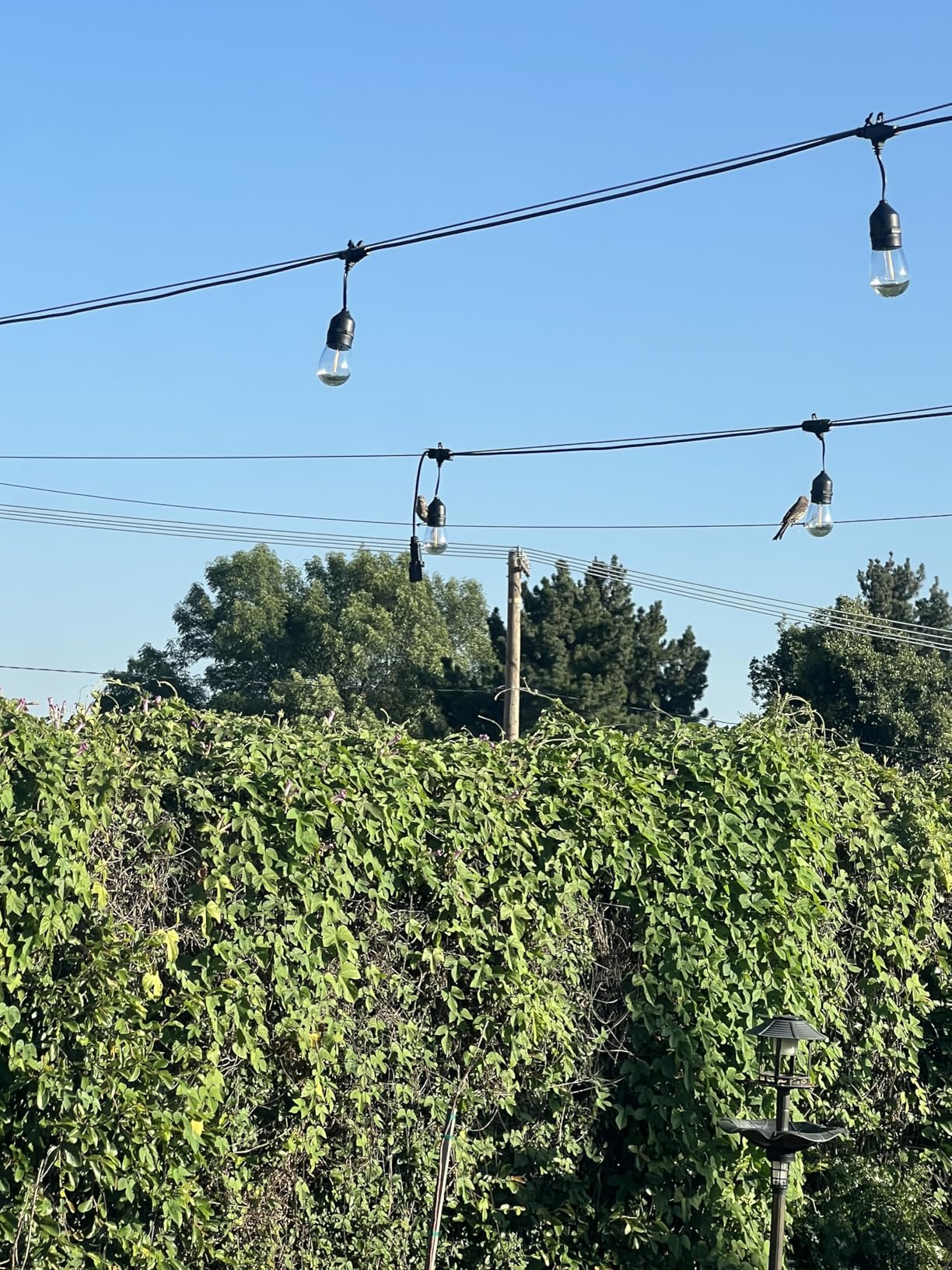 Svater Outdoor String Lights Led 105FT, Commercial Grade Patio Light with 1W Dimmable S14 Shatterproof Bulbs, ETL Listed Heavy-Duty Outside Waterproof Cafe Bistro Market Lighting Warm White - Customer Photo 3