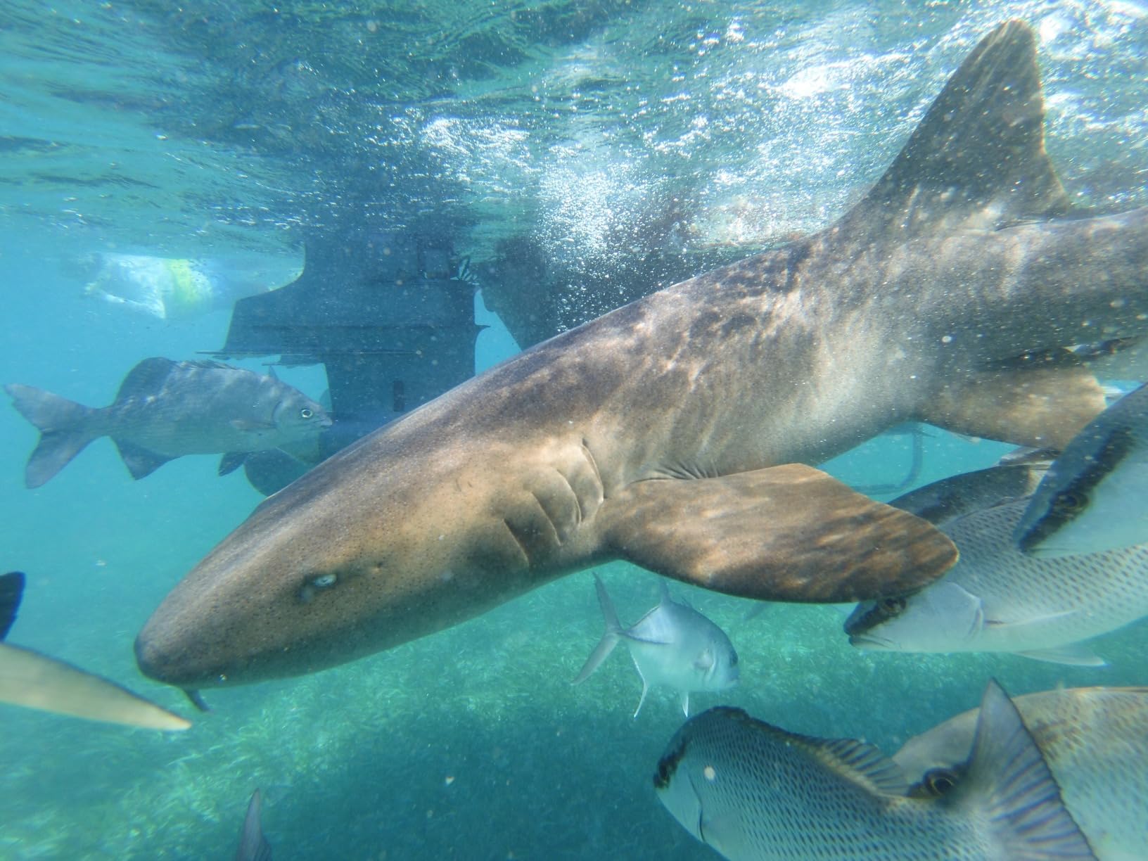 SeaLife Micro 3.0 64GB, 16MP, 4K Underwater Camera for Underwater Photography and Video, Easy Set-up, Wireless Transfer customer photo 1