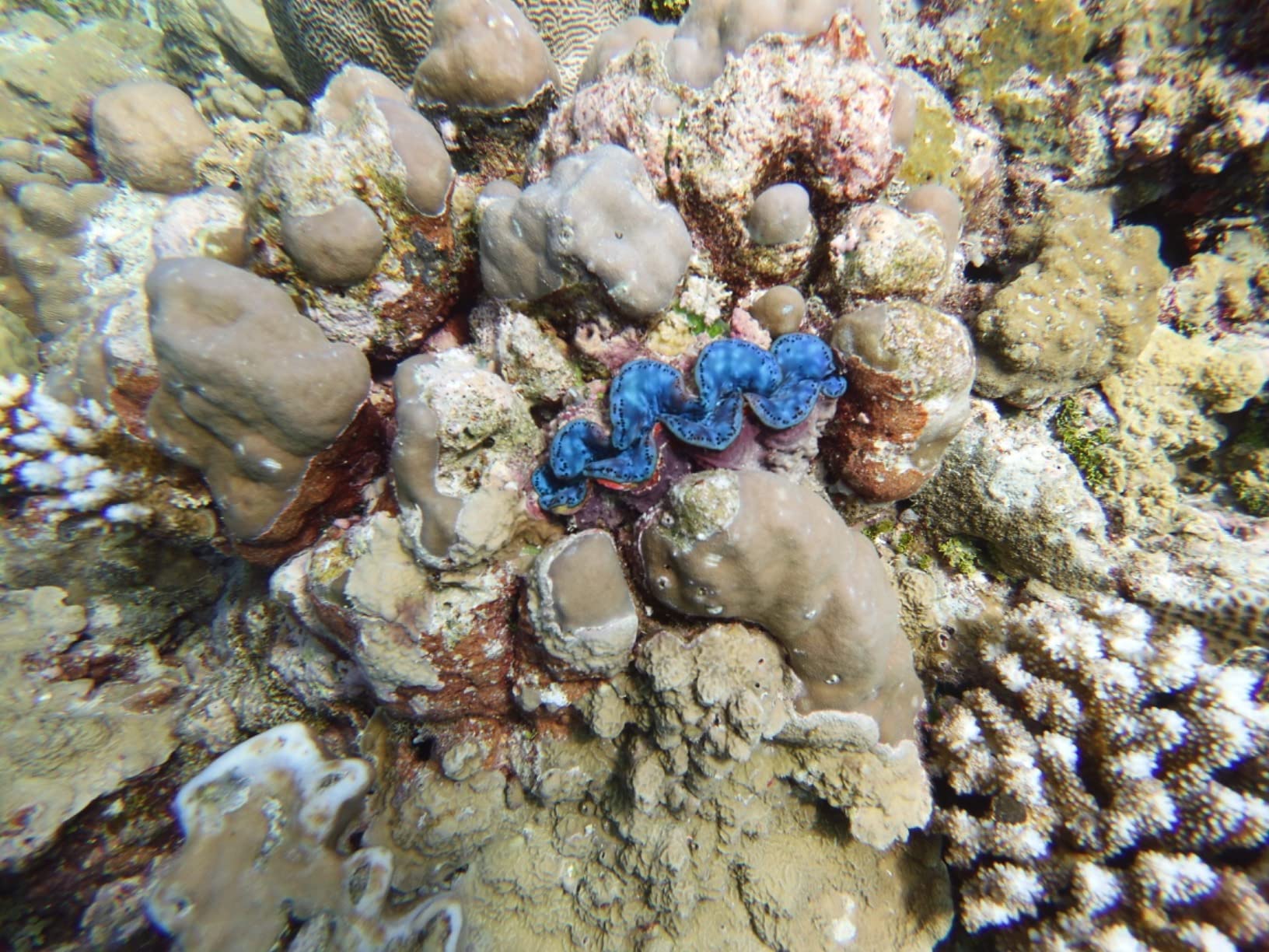 SeaLife Micro 3.0 64GB, 16MP, 4K Underwater Camera for Underwater Photography and Video, Easy Set-up, Wireless Transfer customer photo 2