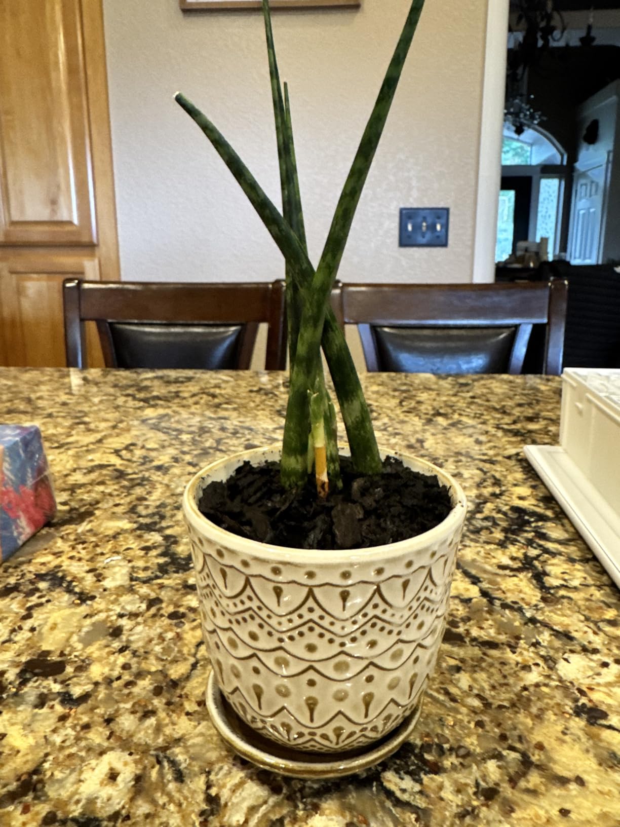 Gepege 6 Inch Beaded Ceramic Planter Set of 2 with Drainage Hole and Saucer for Plants, Indoor-Outdoor Large Round Succulent Orchid Flower Pot (Smoked Gray, Inner-pots not Larger Than 5 Inch) - Customer Photo 2