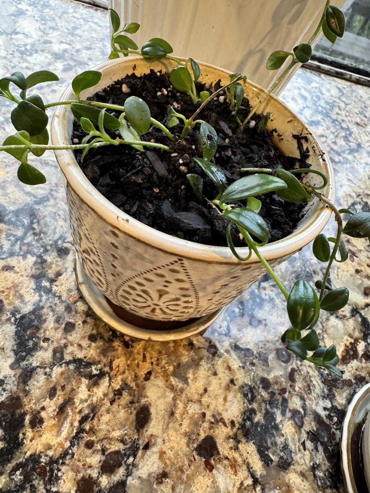 Gepege 6 Inch Beaded Ceramic Planter Set of 2 with Drainage Hole and Saucer for Plants, Indoor-Outdoor Large Round Succulent Orchid Flower Pot (Smoked Gray) - Customer Photo 3