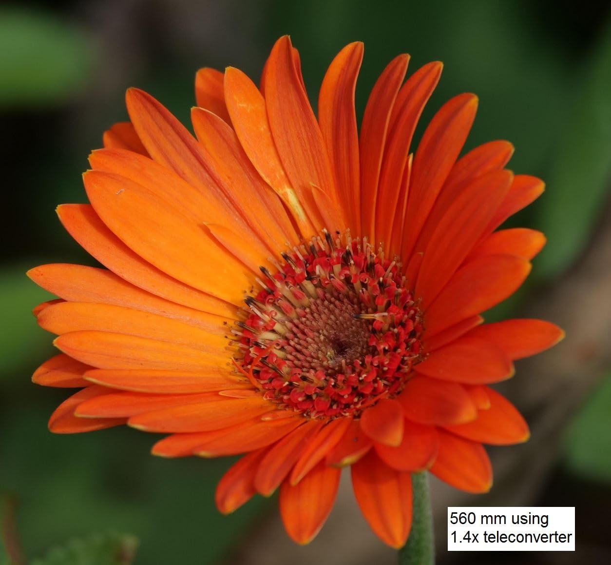 OM SYSTEM Olympus M.Zuiko Digital 100-400mm F5.0-6.3 is for Micro Four Thirds System Camera, Outdoor Bird Wildlife, Weather Sealed Design, Telephoto Compatible with Teleconverter - Customer Photo 2