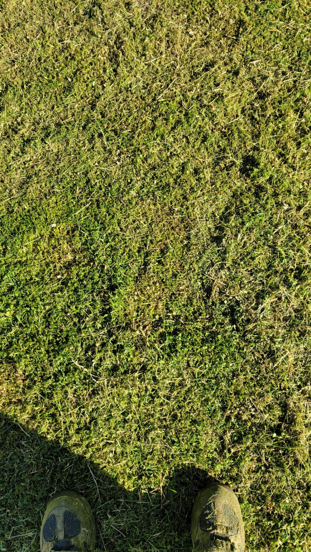 BLACK+DECKER String Trimmer, Electric, 14-inch (BESTE620) - Customer Photo 1