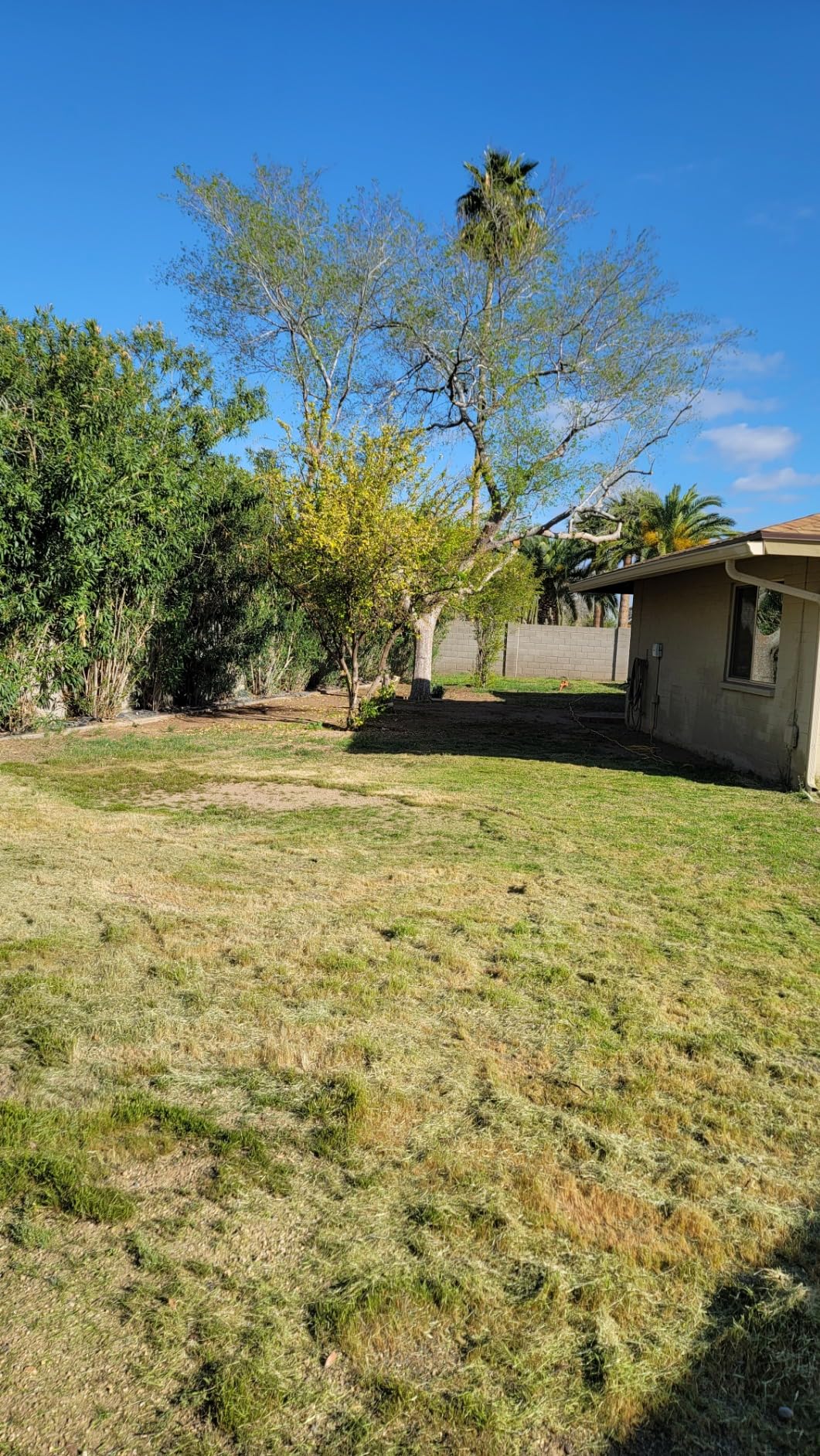 BLACK+DECKER String Trimmer, Electric, 14-inch (BESTE620) - Customer Photo 2