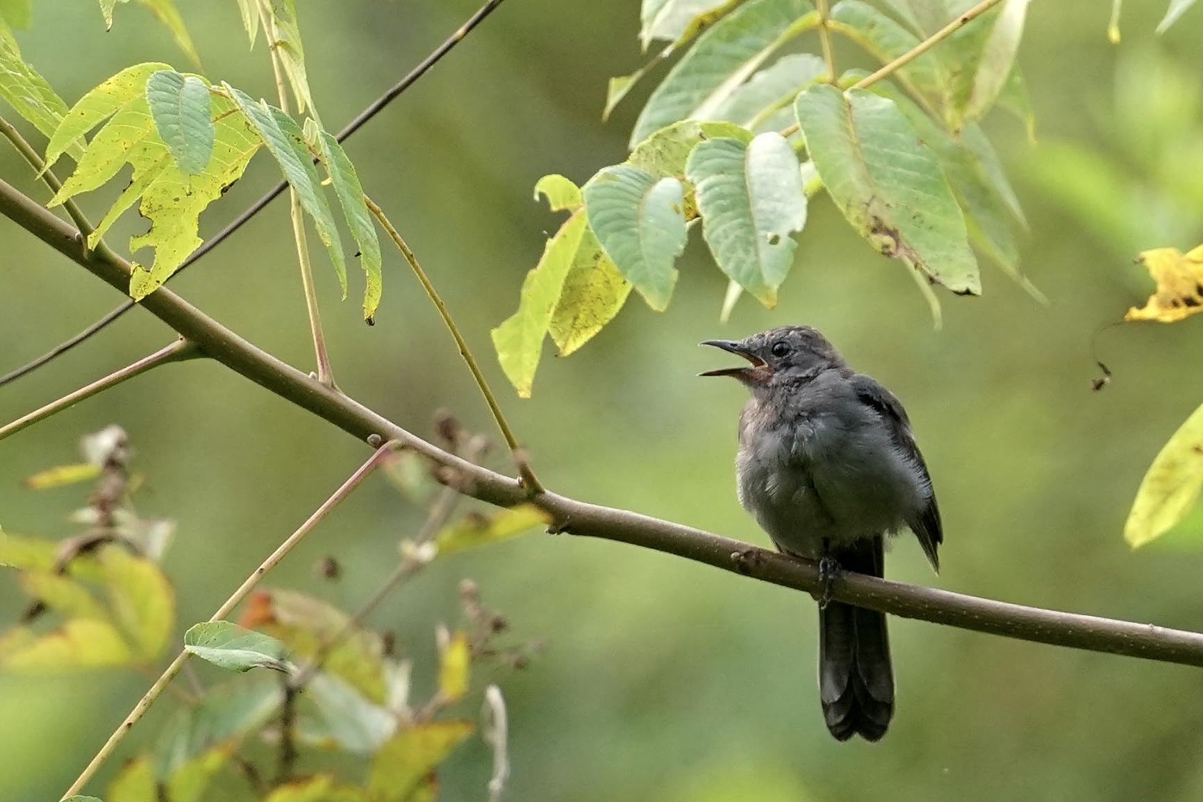 Sigma 100-400mm F5-6.3 Contemporary DG DN OS for Sony E Mount - Customer Photo 2