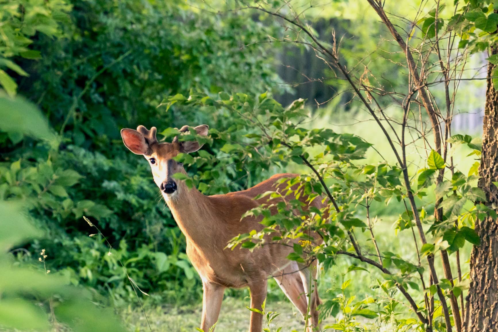 Canon EOS R6 Full-Frame Mirrorless Camera with 4K Video, Full-Frame CMOS Senor, DIGIC X Image Processor, Dual UHS-II SD Memory Card Slots, and Up to 12 fps with Mechnical Shutter, Body Only, Black - Customer Photo 1
