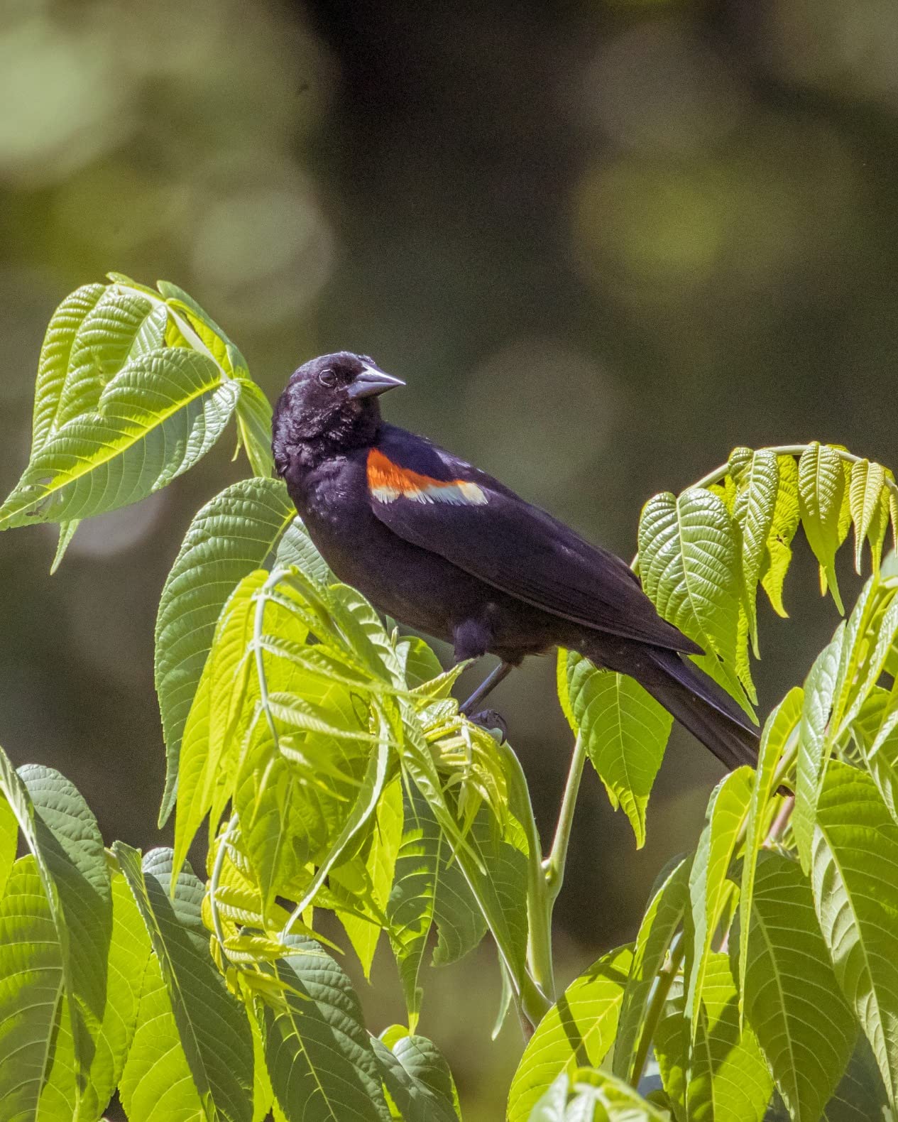 Canon EOS R6 Full-Frame Mirrorless Camera with 4K Video, Full-Frame CMOS Senor, DIGIC X Image Processor, Dual UHS-II SD Memory Card Slots, and Up to 12 fps with Mechnical Shutter, Body Only, Black - Customer Photo 2