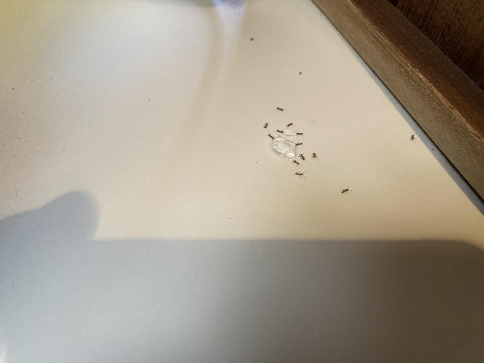 Syngenta 68078 Advion Singular Tube Ant Gel Lure, 30g - Customer Photo 1