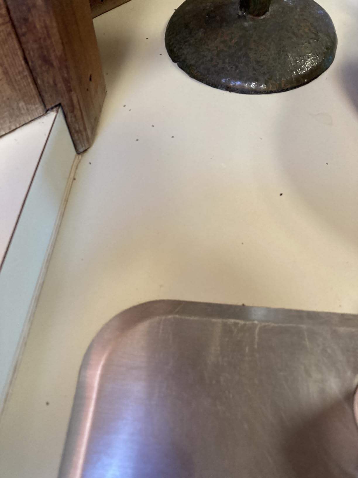 Syngenta 68078 Advion Singular Tube Ant Gel Lure, 30g - Customer Photo 2