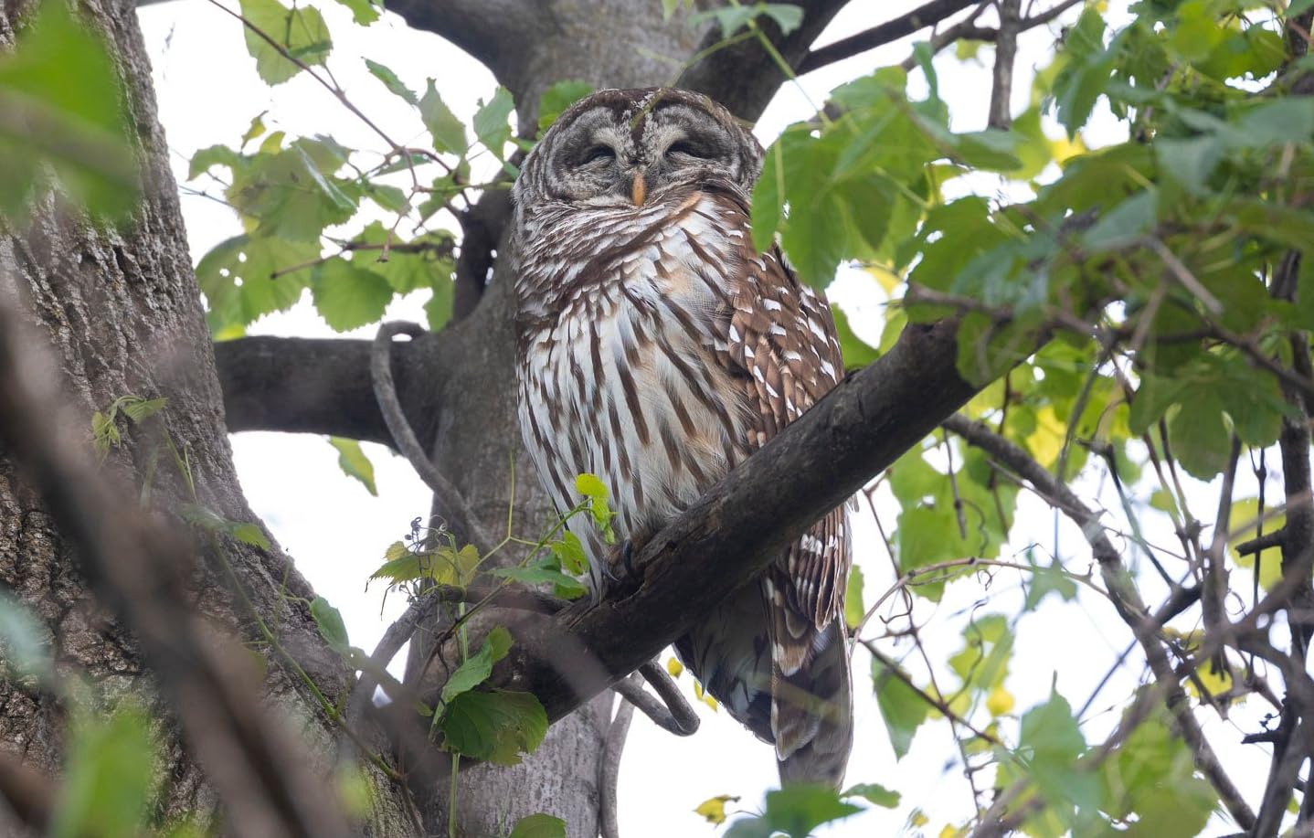 Canon RF100-500mm F4.5-7.1 L is USM - Customer Photo 1