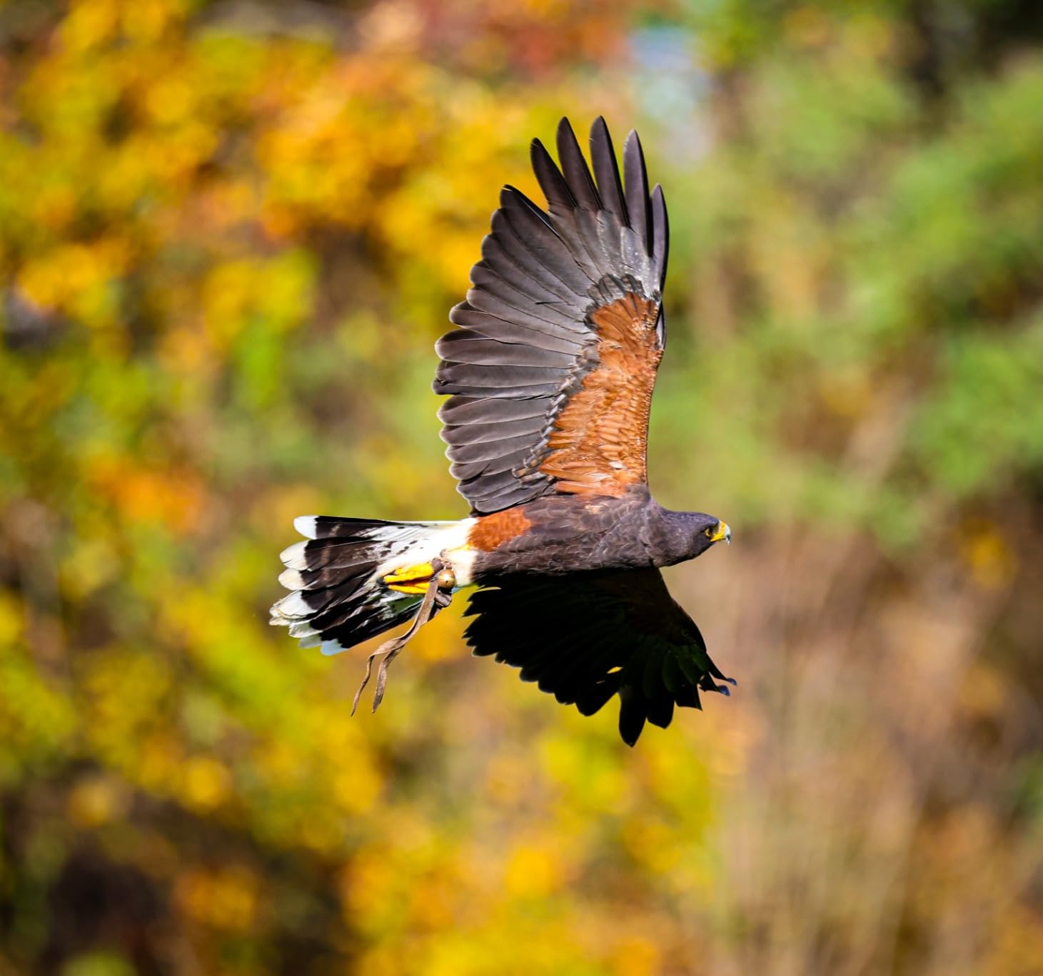 Canon RF100-500mm F4.5-7.1 L is USM Lens, Super-Telephoto Zoom Lens for Wildlife and Sports Photography - Customer Photo 2