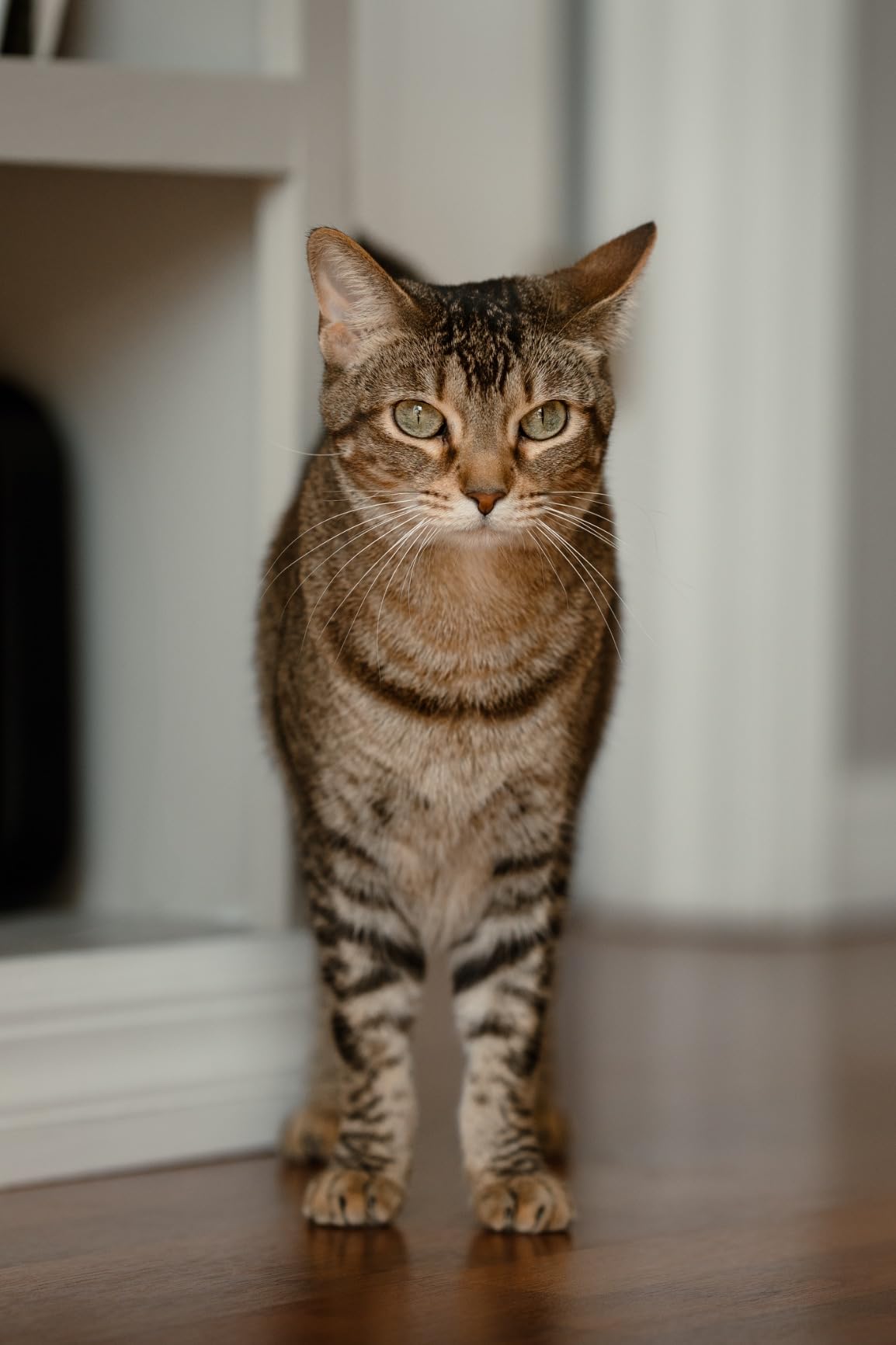 Sigma 85mm F1.4 DG DN Sony E (322965), Black - Customer Photo 2