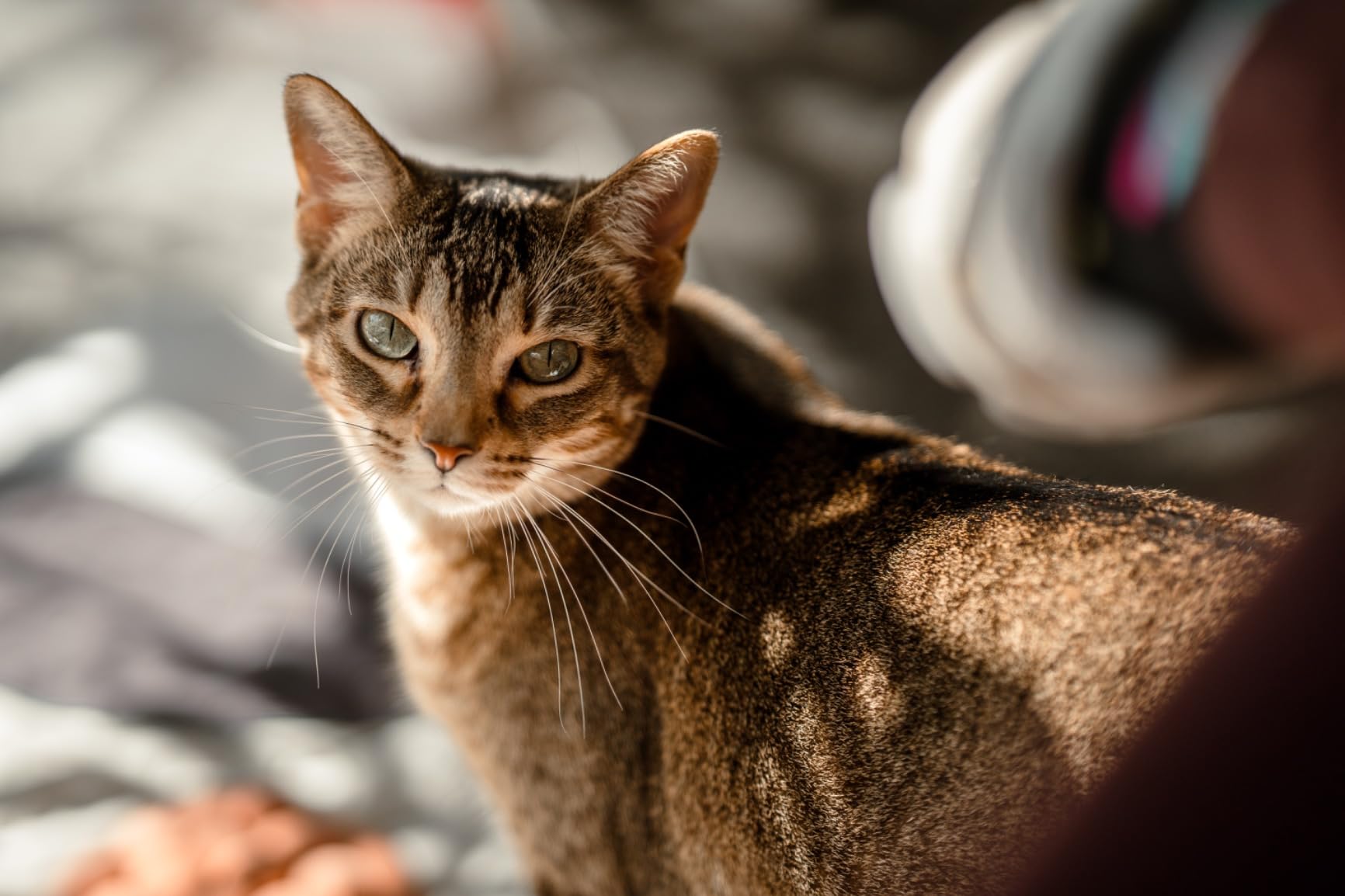 Sigma 85mm F1.4 DG DN Sony E (322965), Black - Customer Photo 4