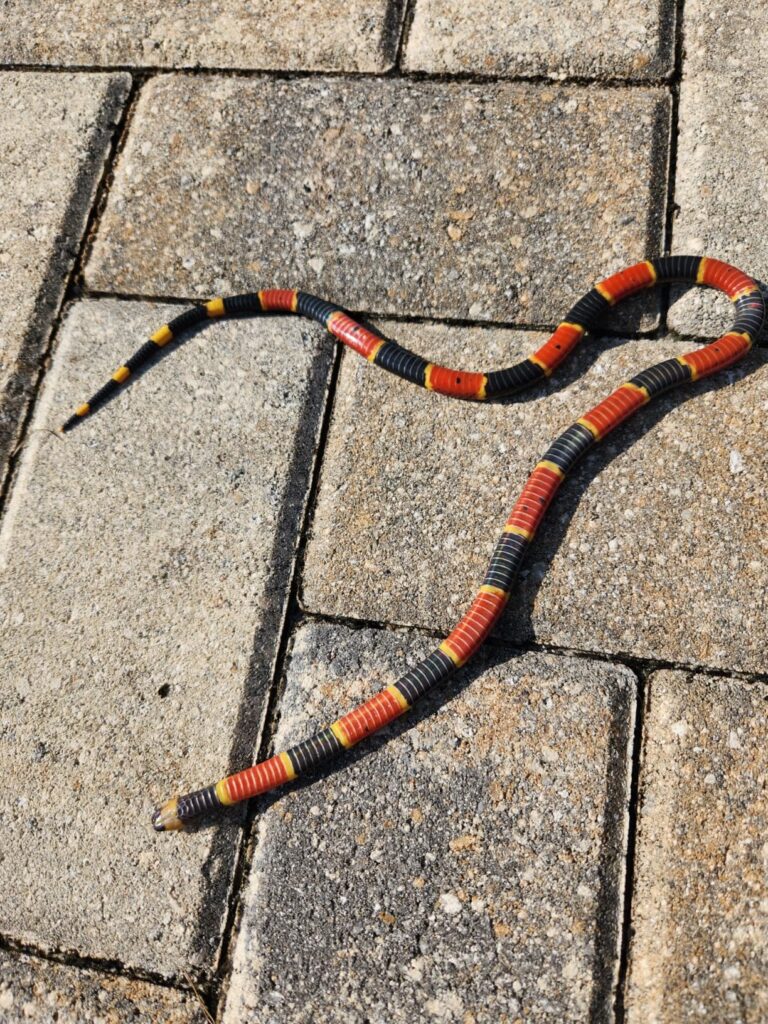 10 Best Rodent Repellent Sprays